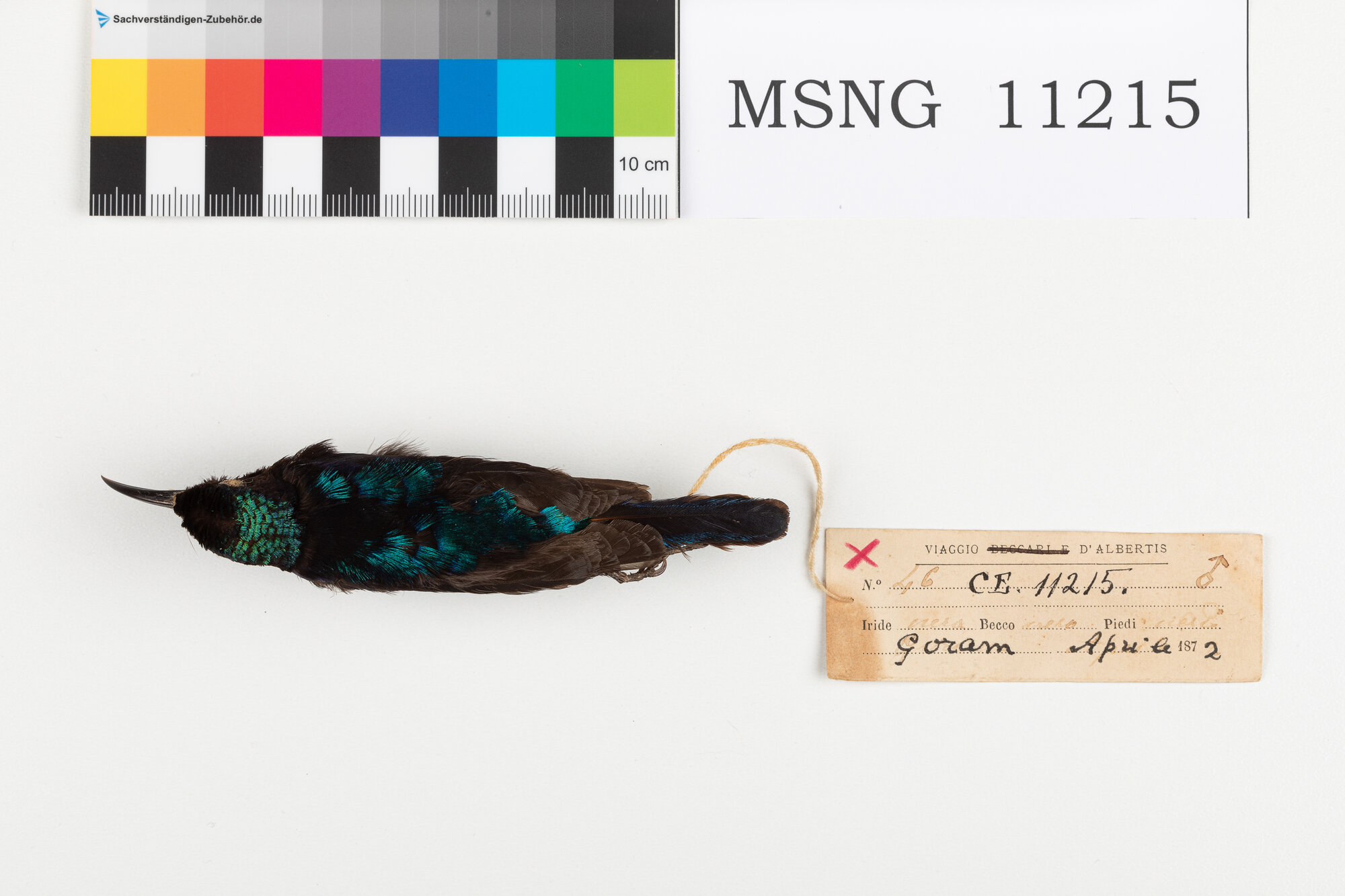 Nettarinia nera (esemplare)