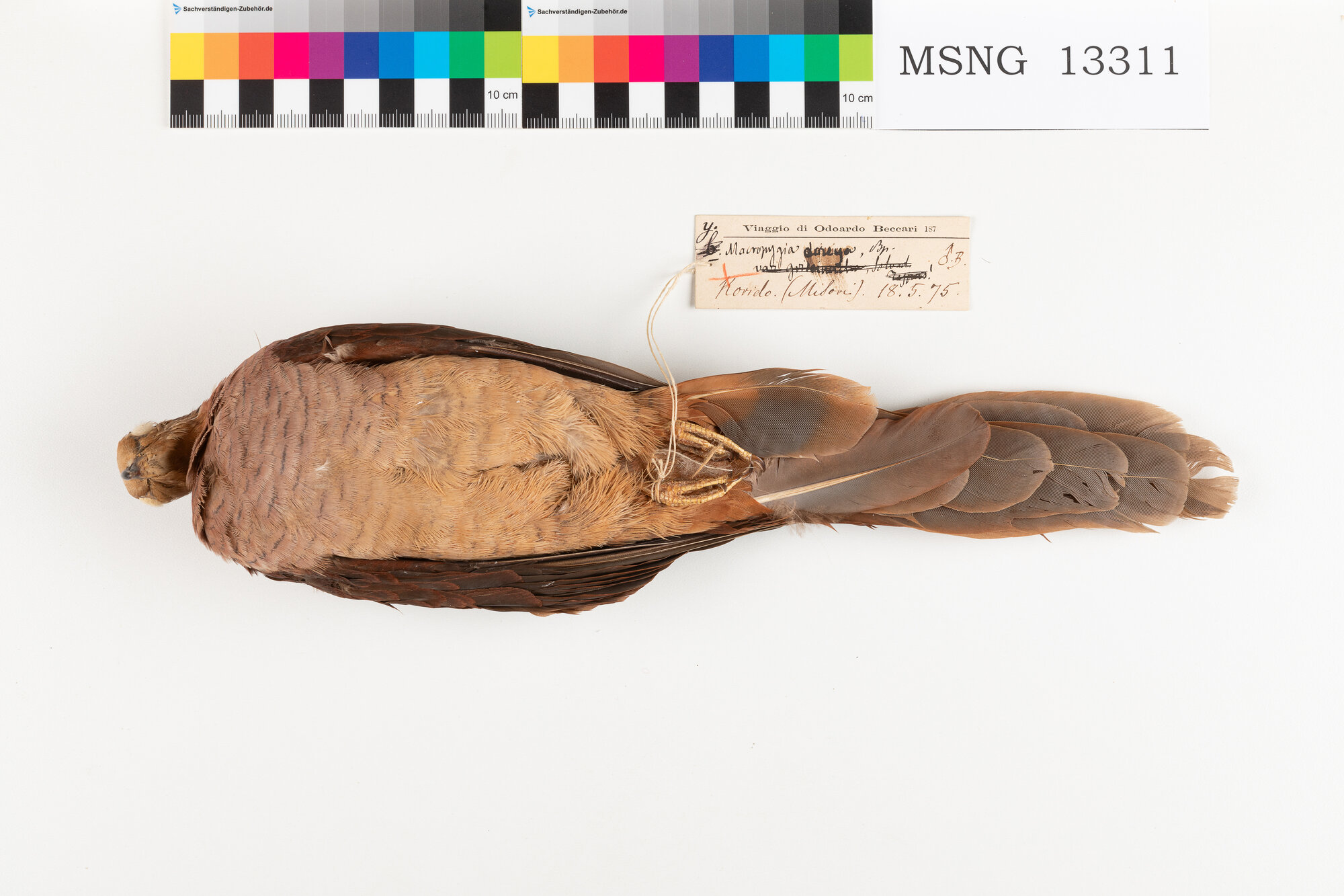 Tortora codalunga di Amboina (esemplare)