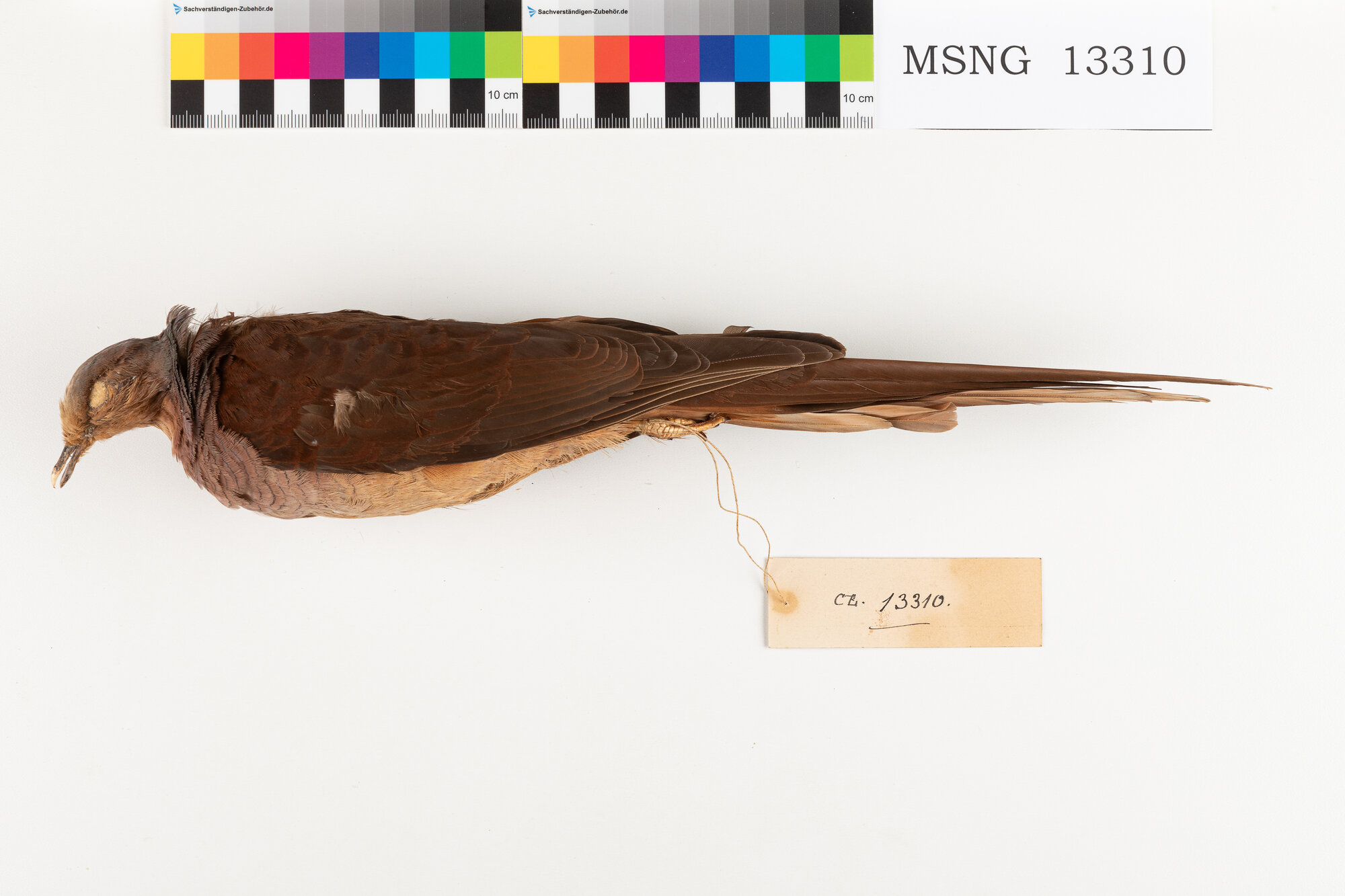 Tortora codalunga di Amboina (esemplare)