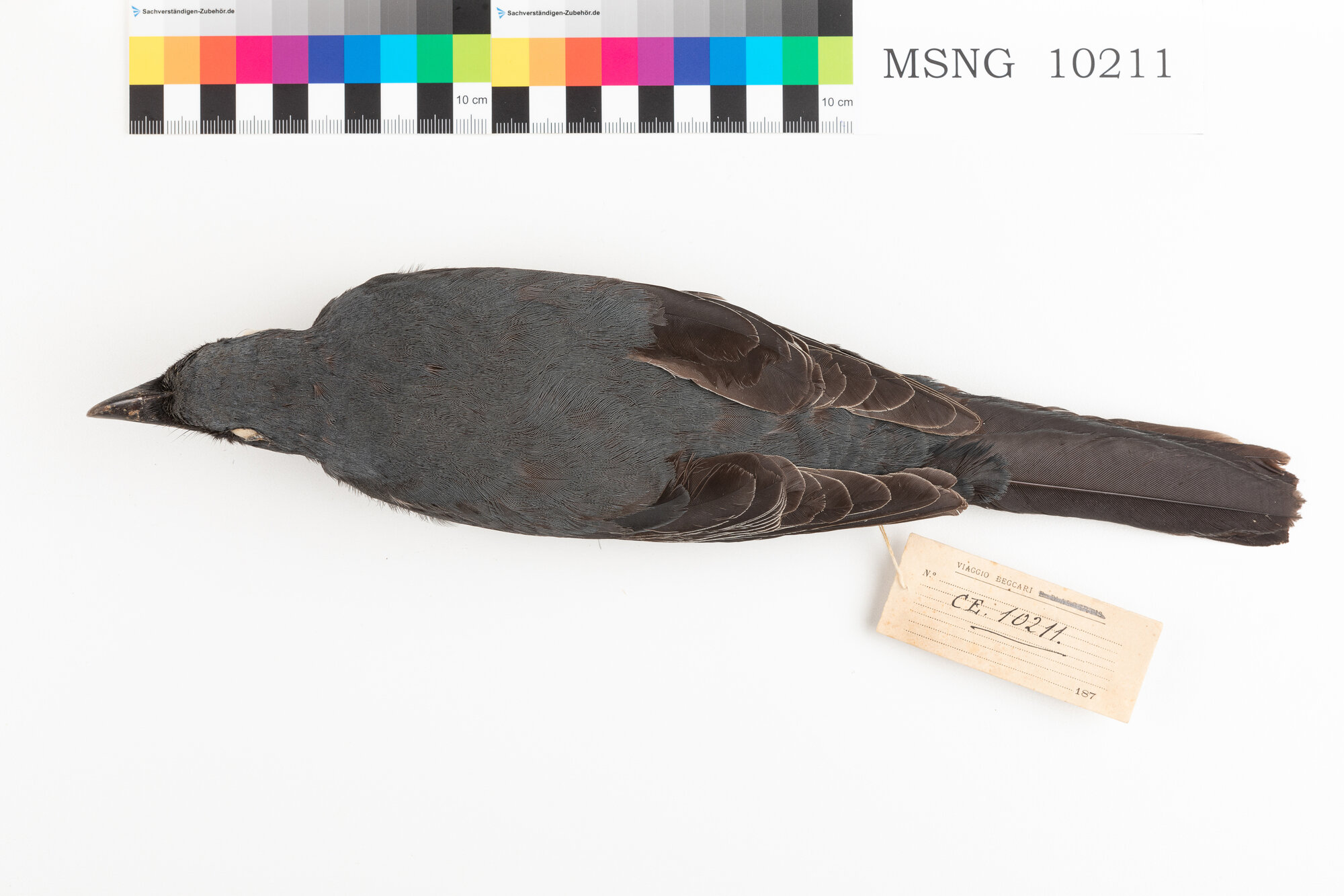 Coracina mascherata (esemplare)