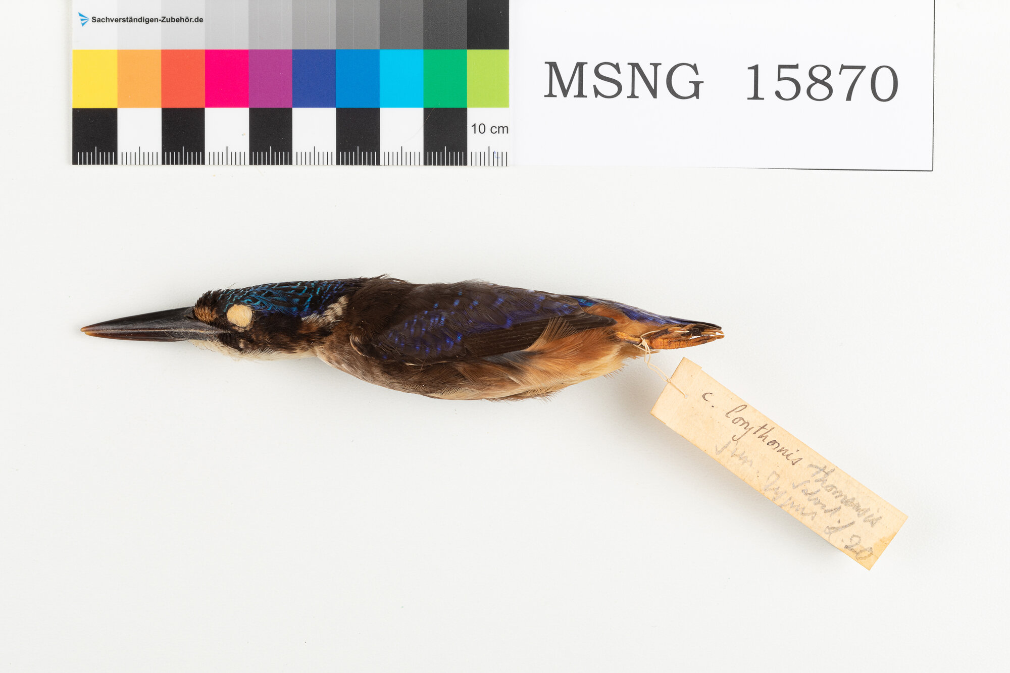 Martin pescatore malachite (esemplare)