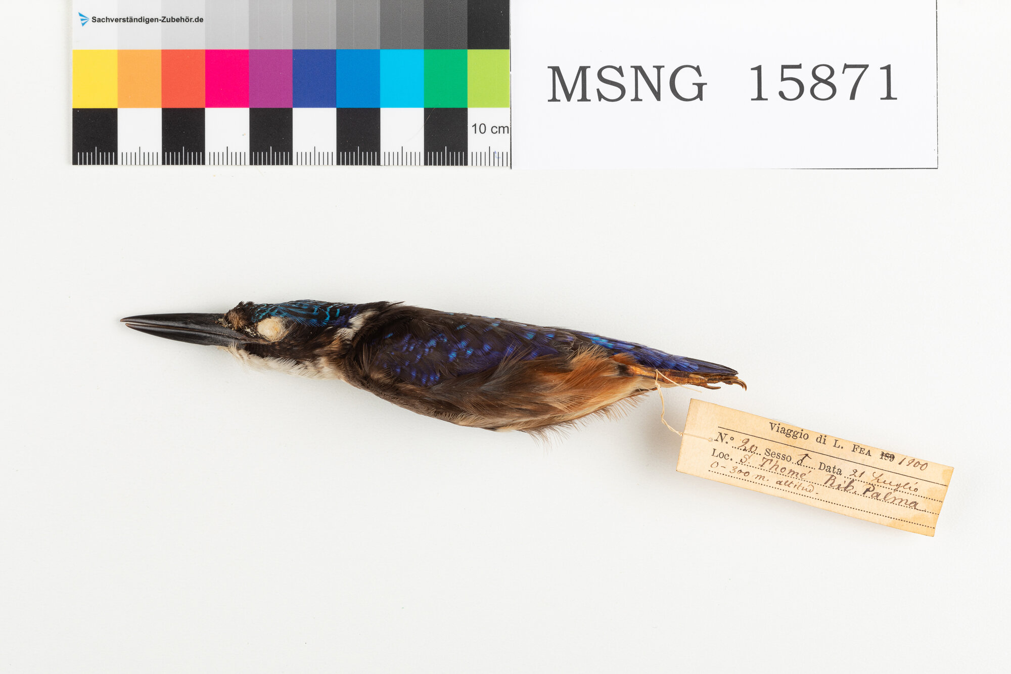 Martin pescatore malachite (esemplare)