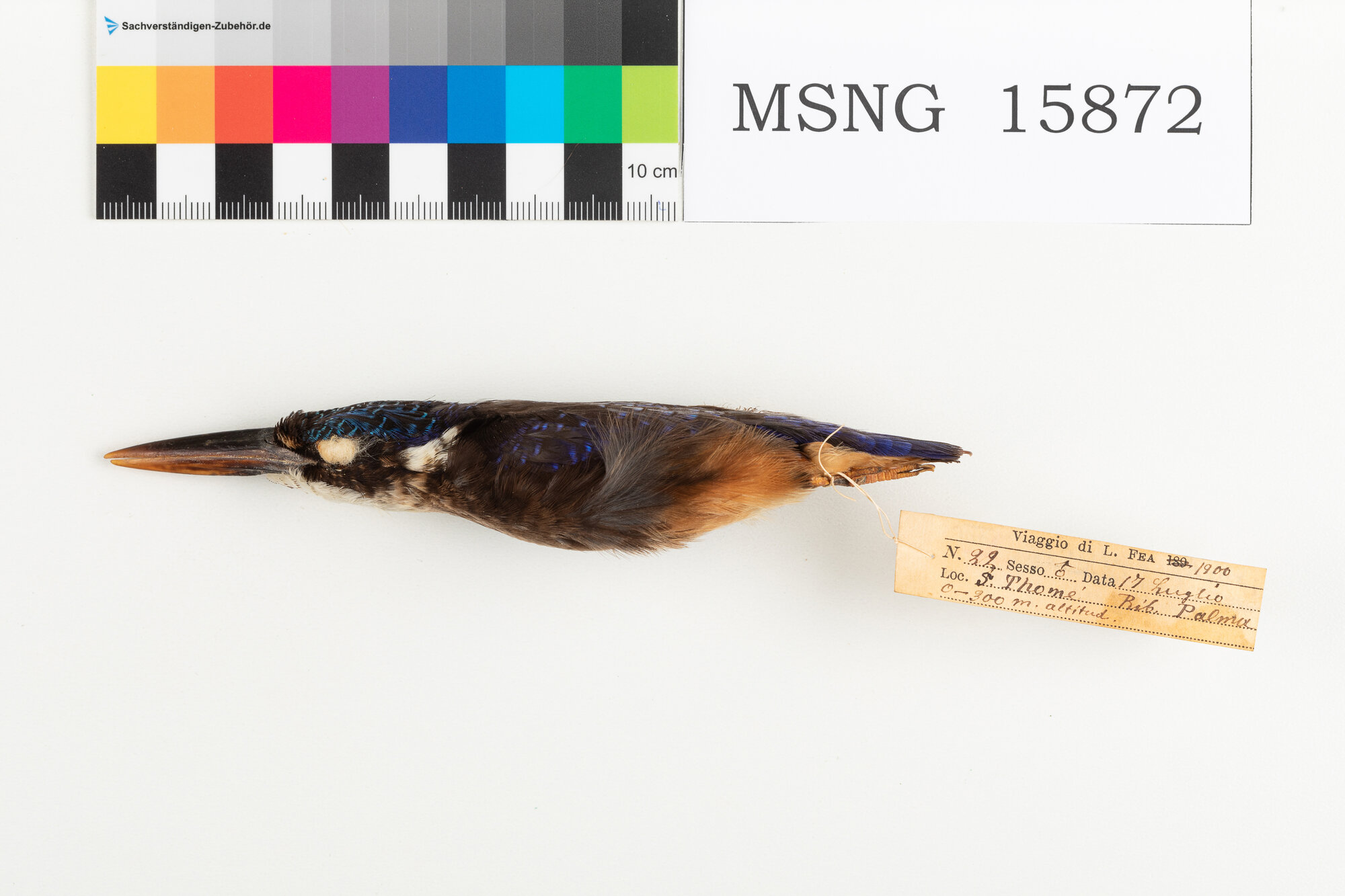 Martin pescatore malachite (esemplare)