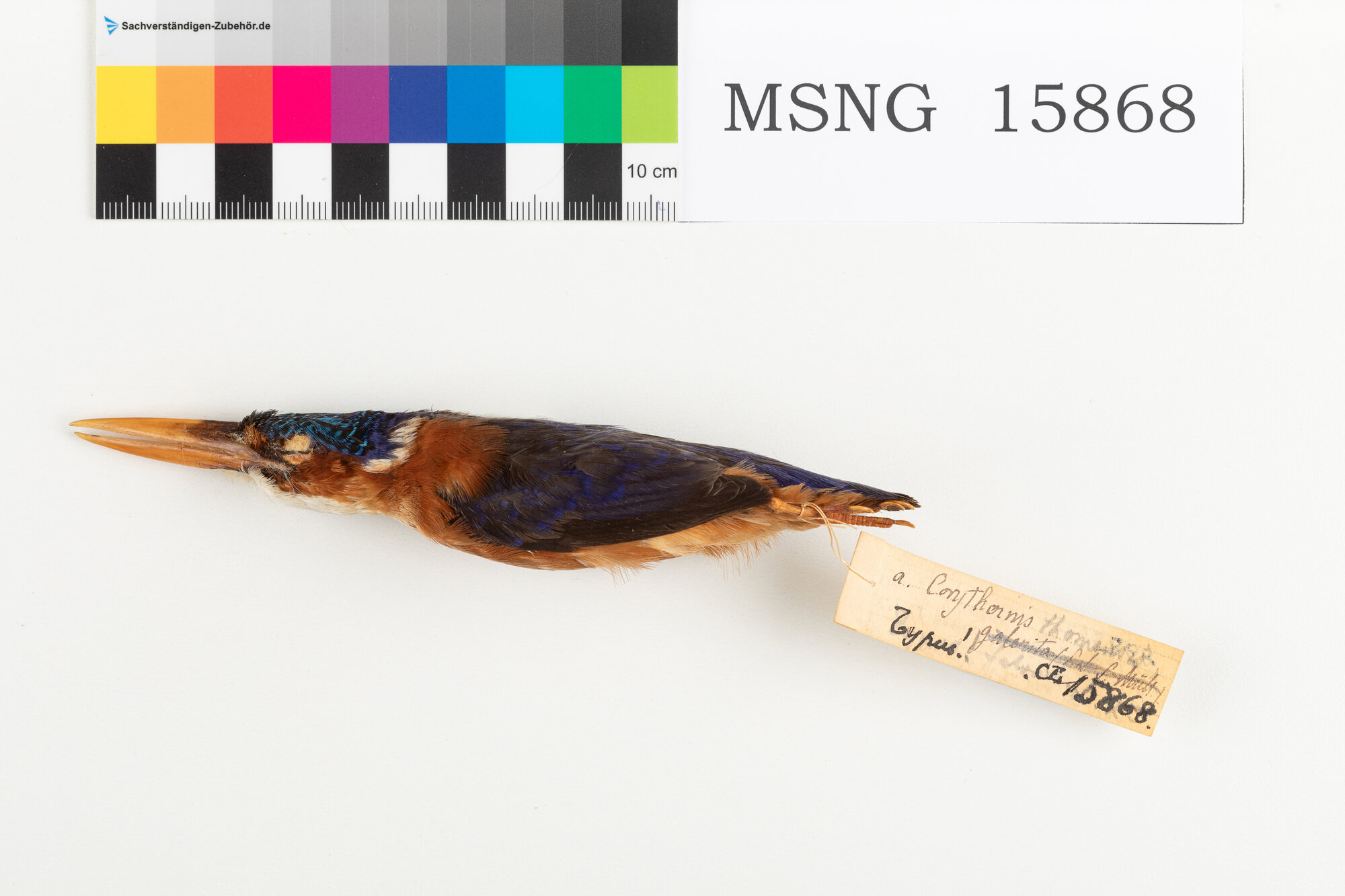 Martin pescatore malachite (esemplare)