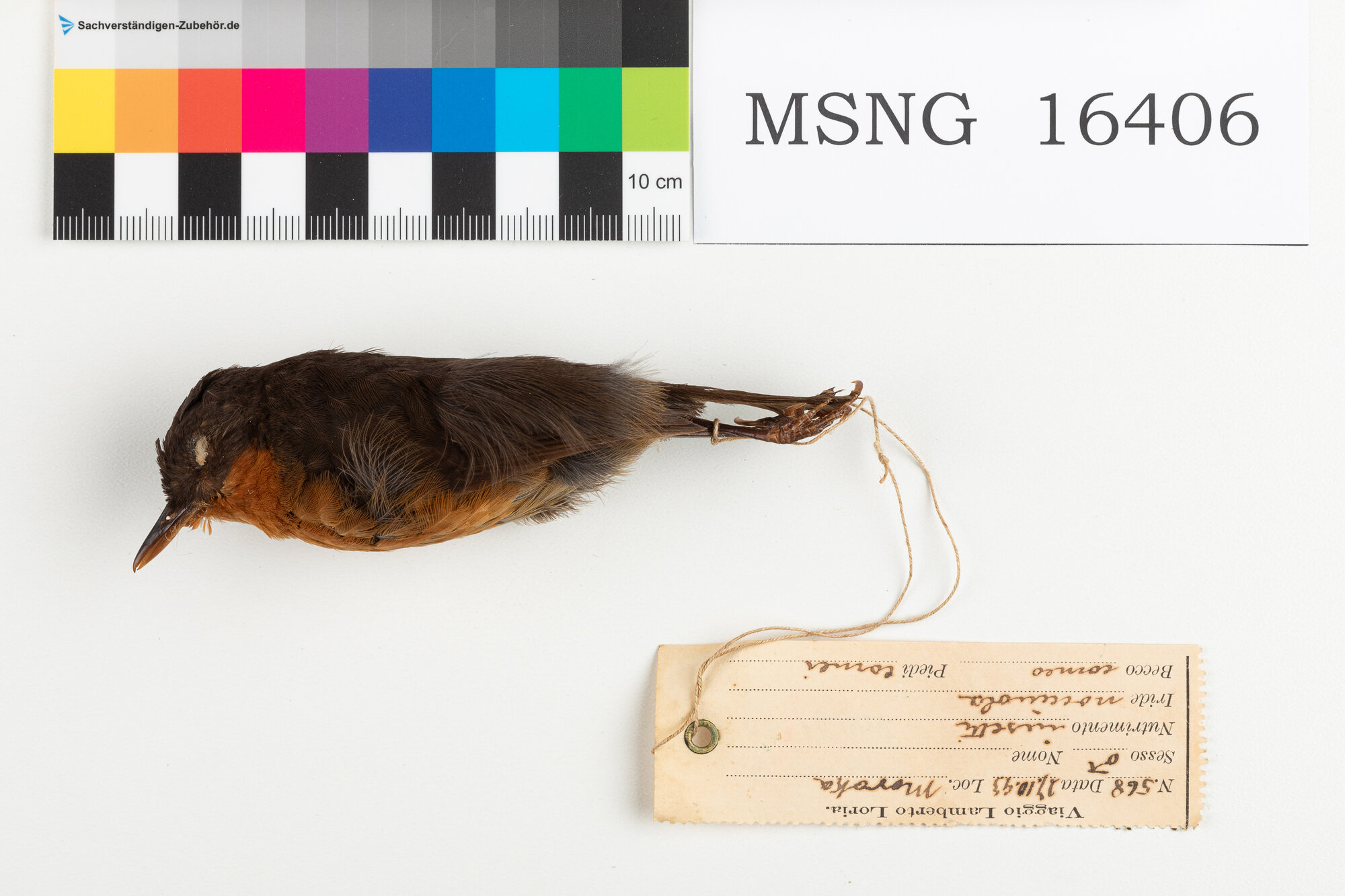 Bigia terricola di Salvadori (esemplare)