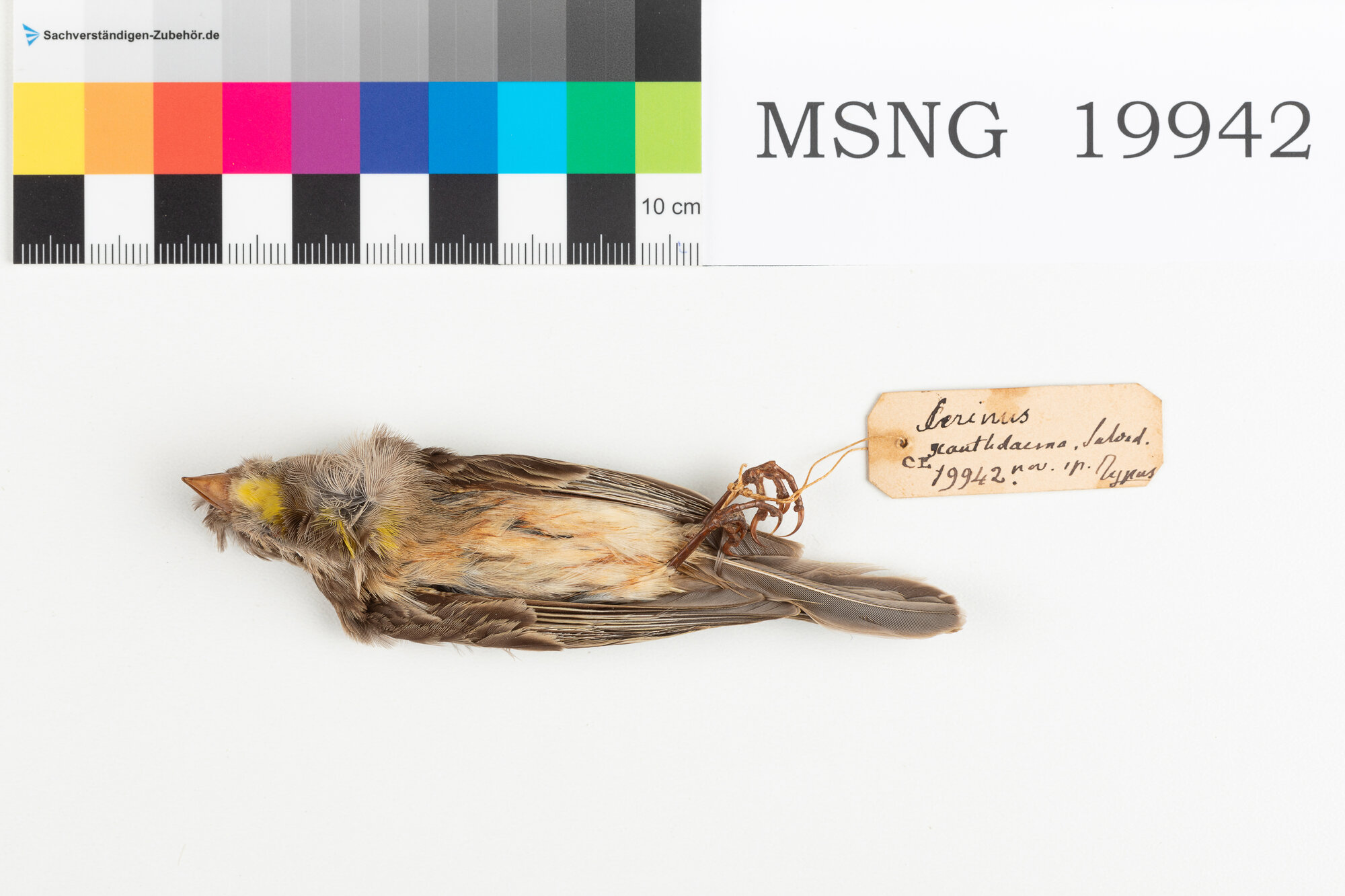 Canarino di Salvadori (esemplare)