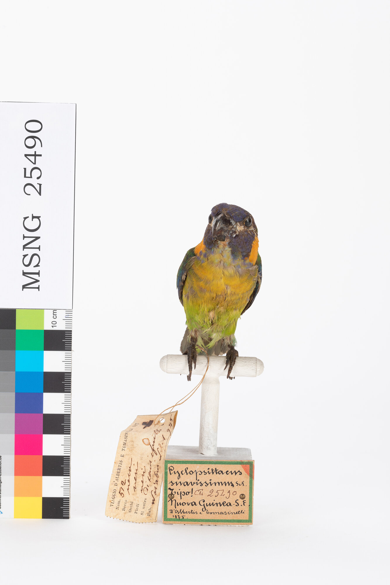 Pappagallo guancescure (esemplare)