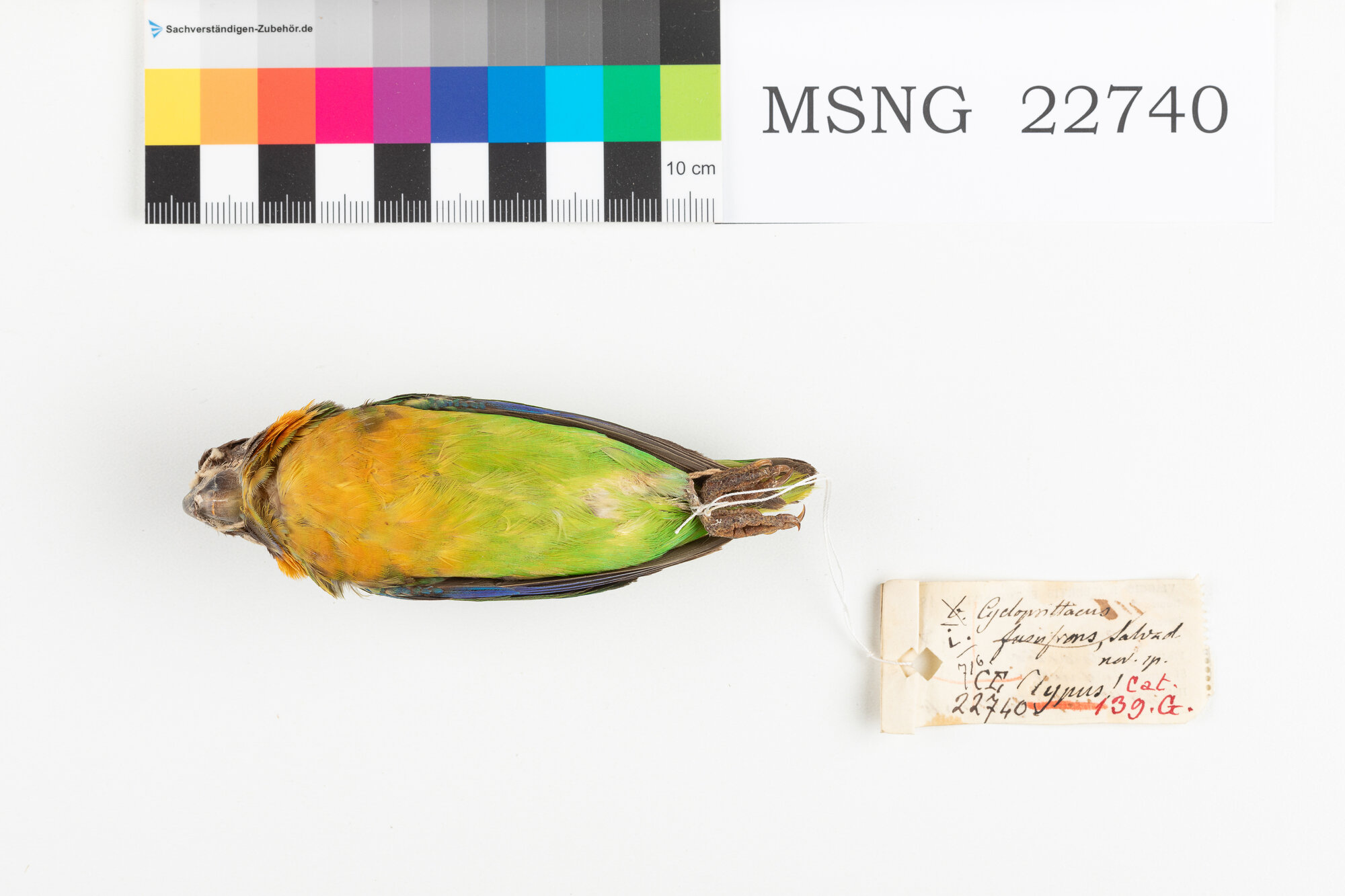 Pappagallo guancescure (esemplare)