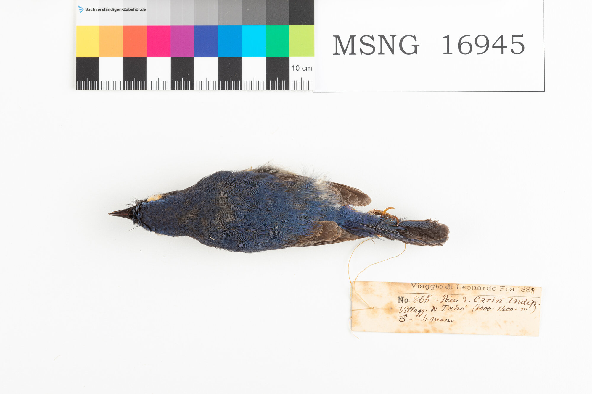 Niltava golablu (esemplare)