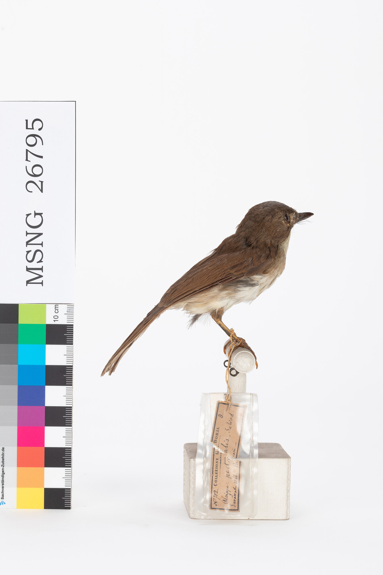 Pigliamosche della giungla (esemplare)