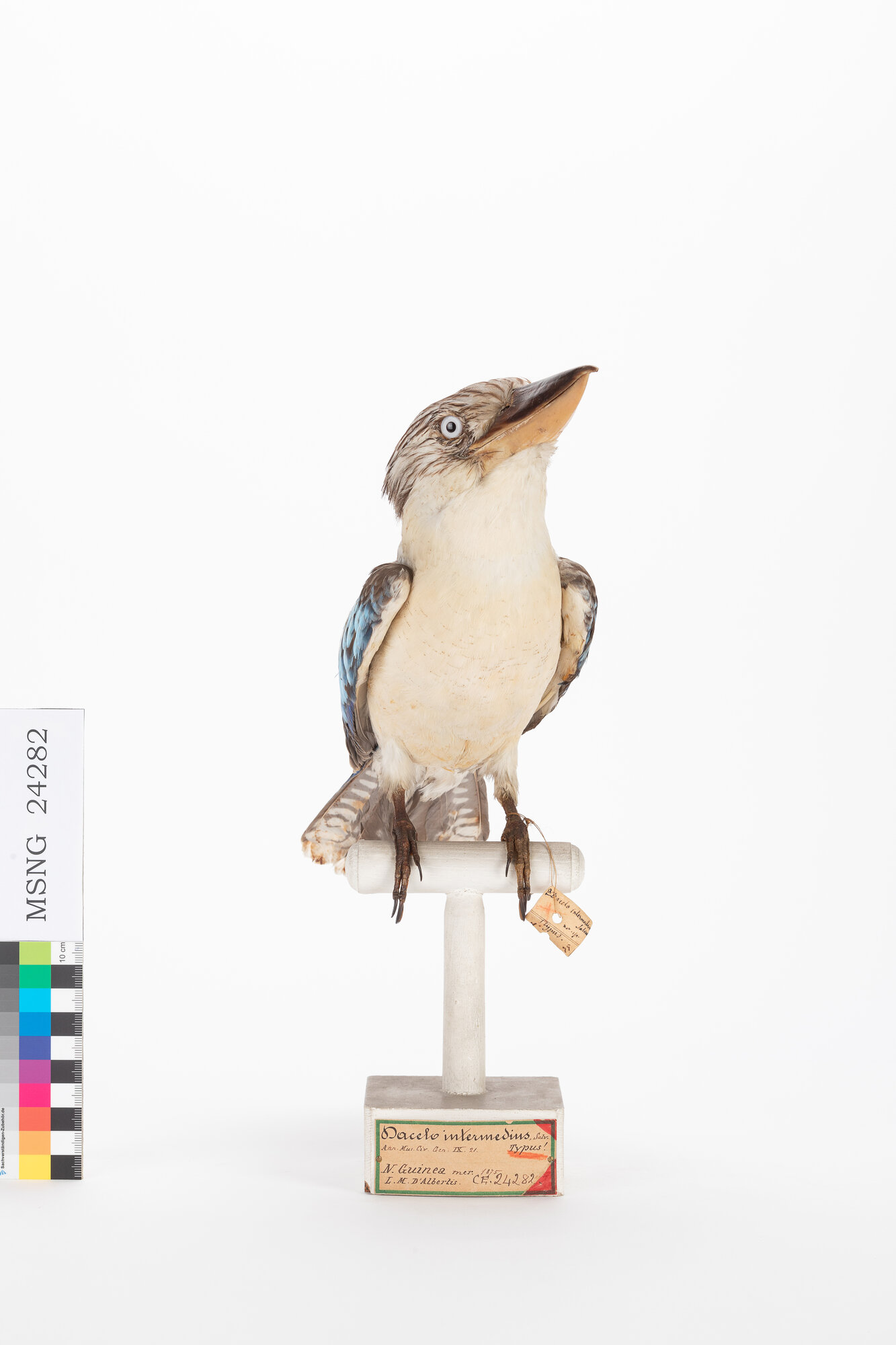 Alcione aliazzurre (esemplare)