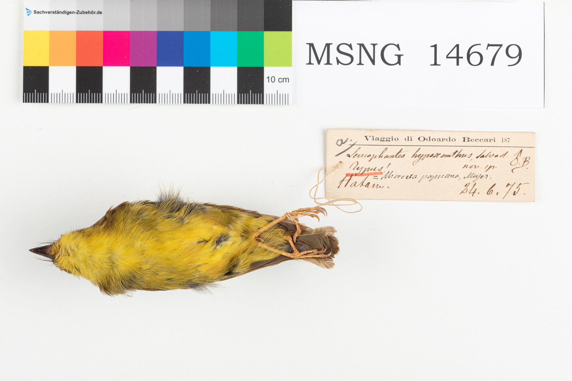 Pigliamosche papua (esemplare)