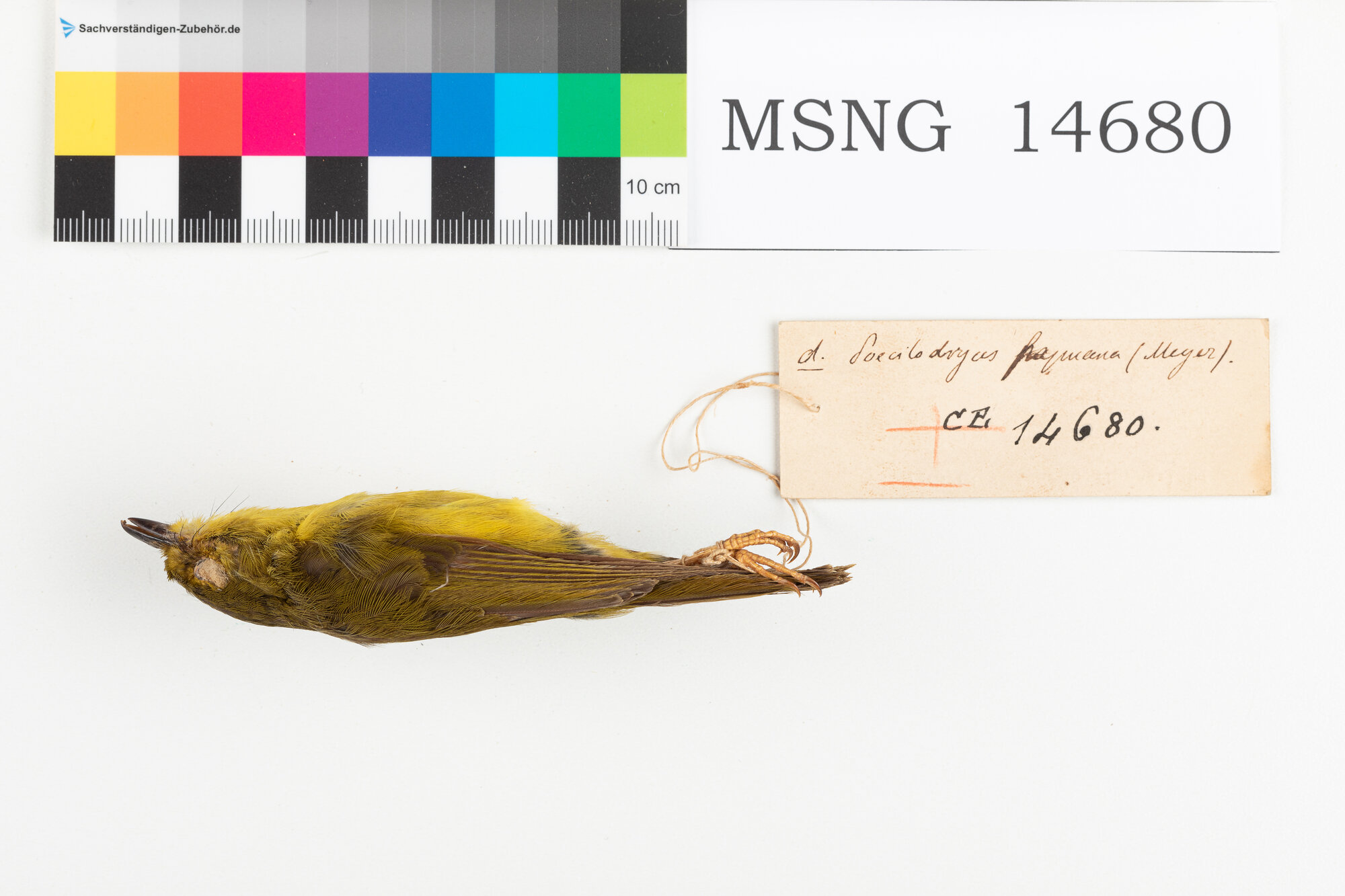 Pigliamosche papua (esemplare)