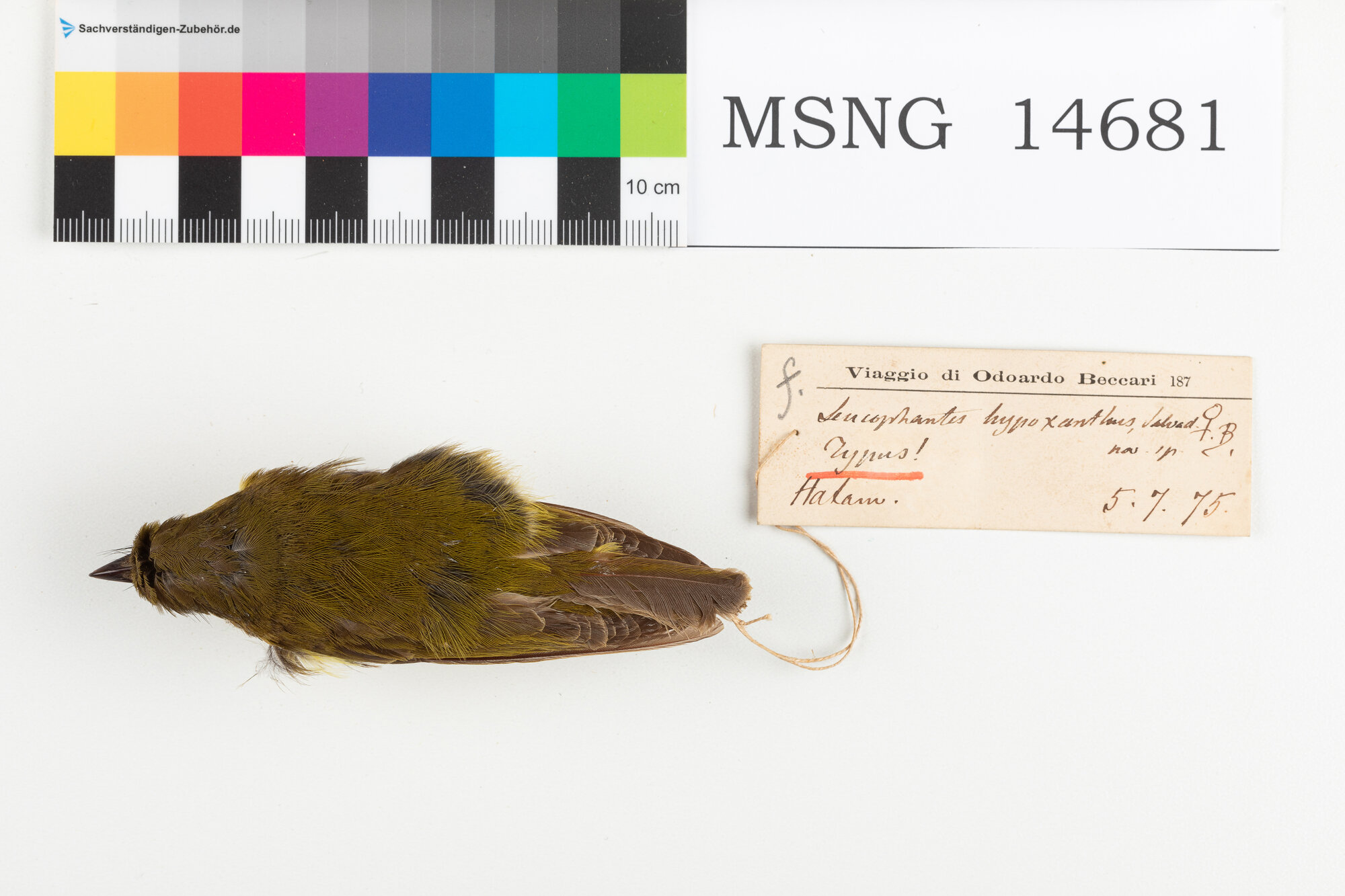 Pigliamosche papua (esemplare)