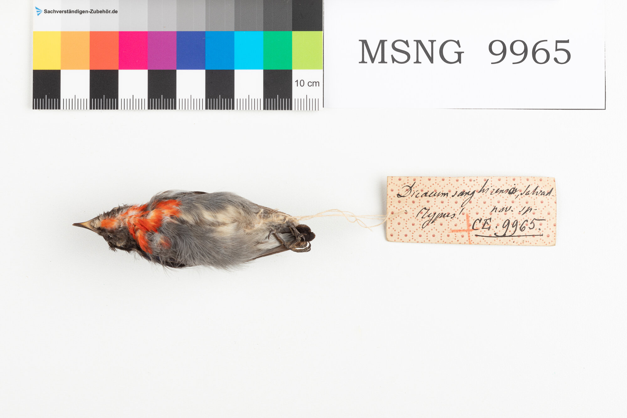 Beccafiori fianchineri (esemplare)