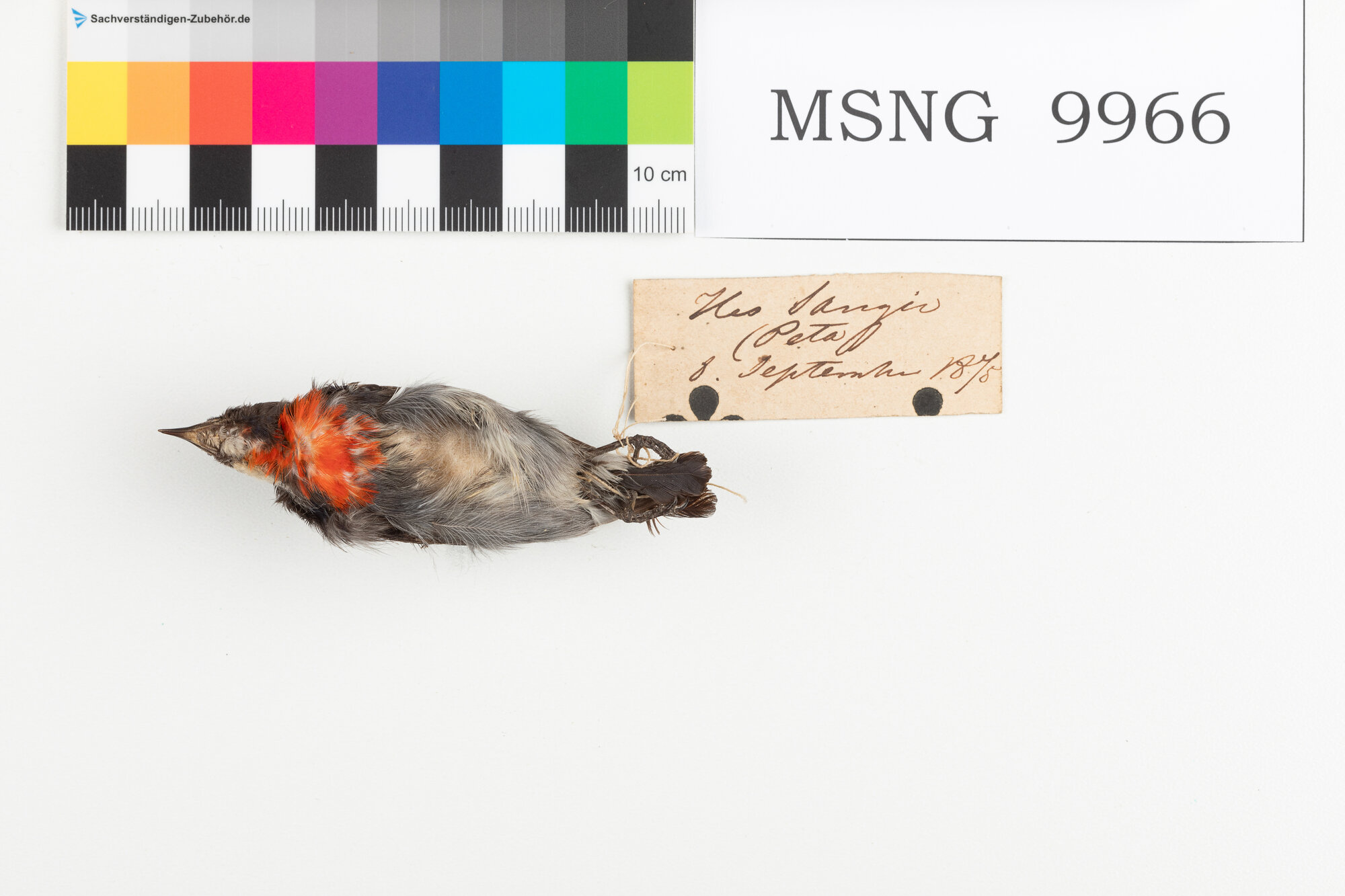 Beccafiori fianchineri (esemplare)