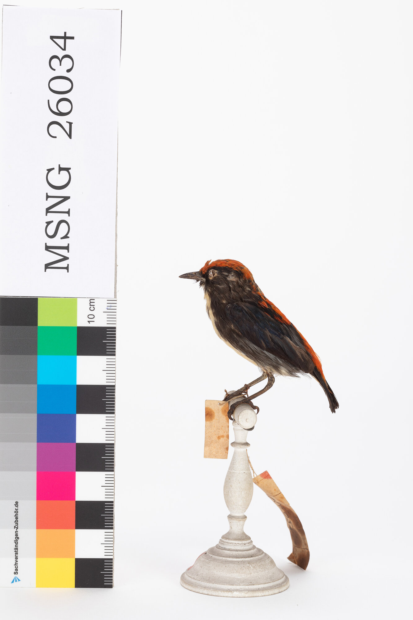 Beccafiori dorsorosso (esemplare)