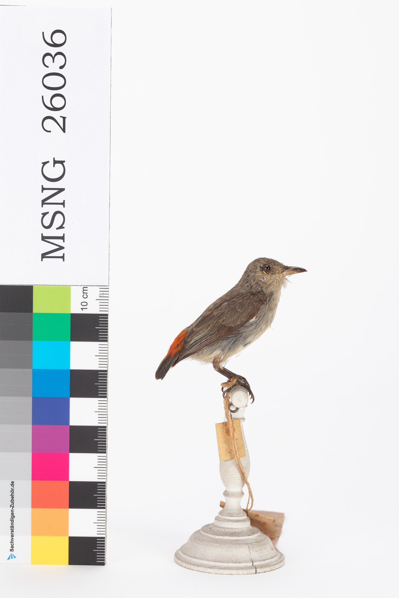 Beccafiori dorsorosso (esemplare)