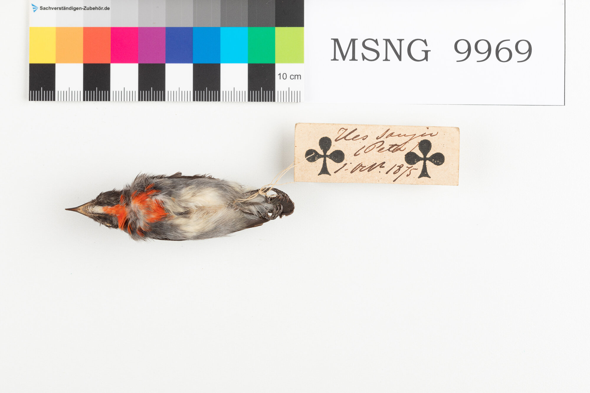 Beccafiori fianchineri (esemplare)