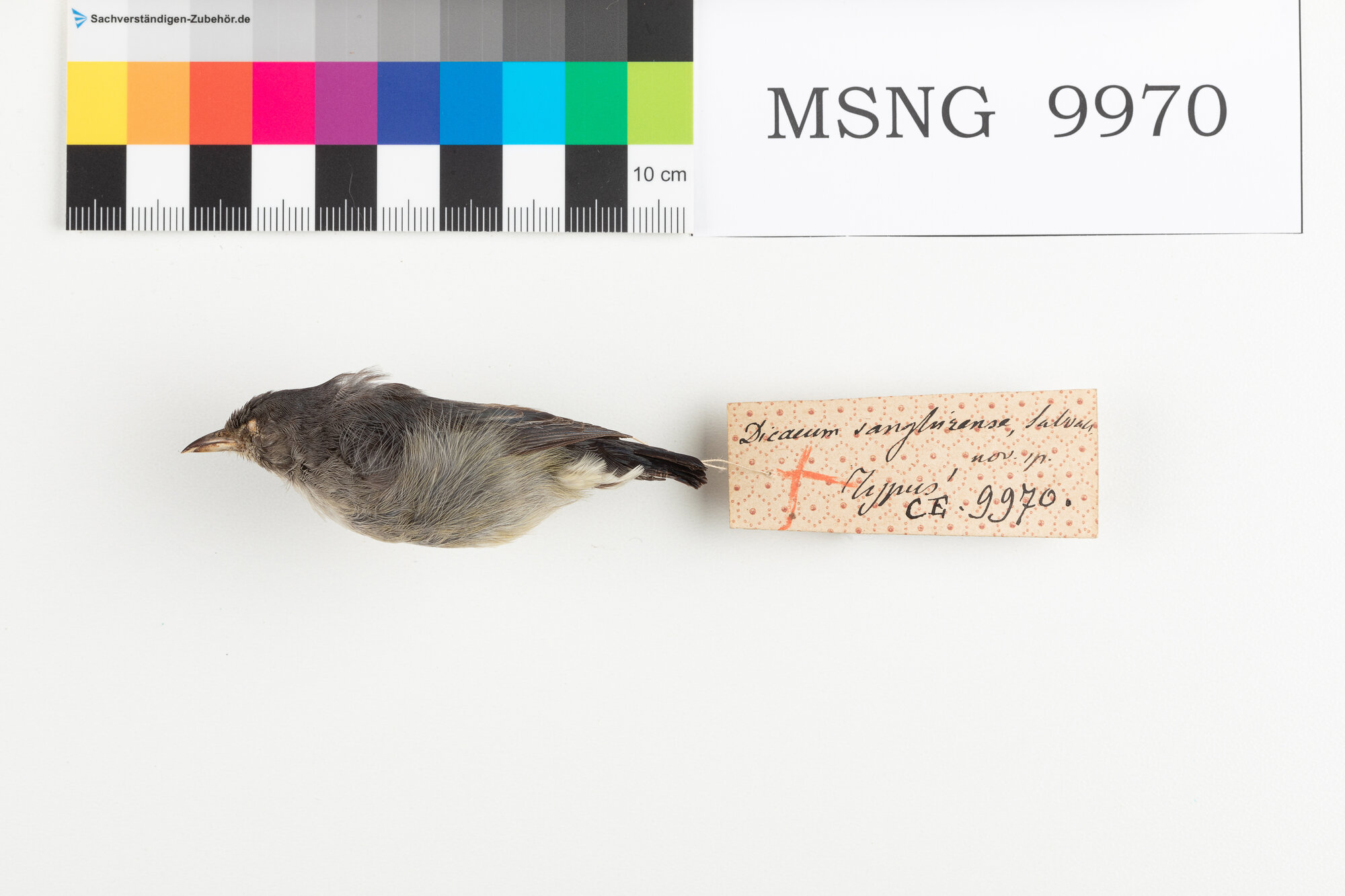 Beccafiori fianchineri (esemplare)