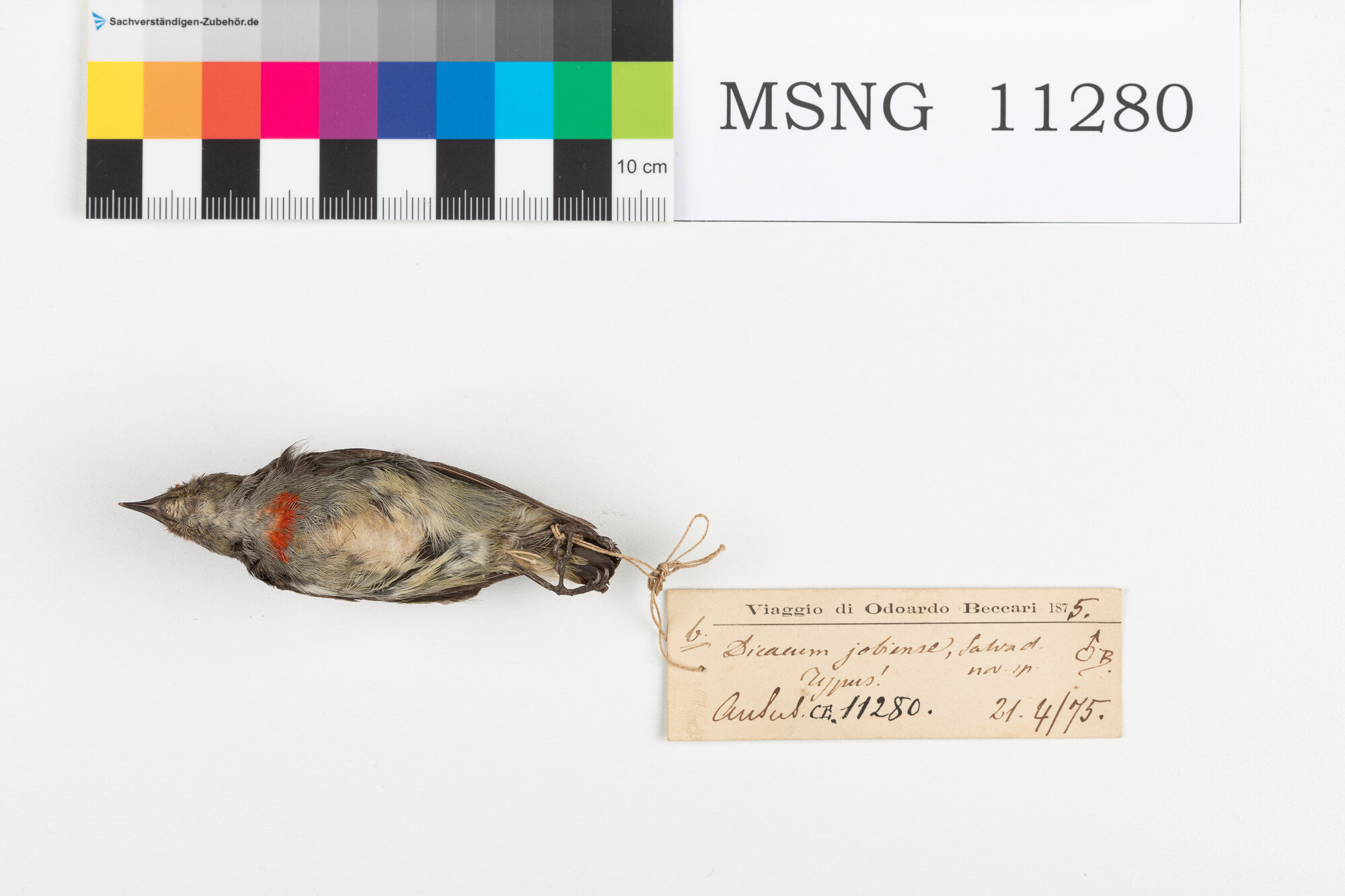 Beccafiori papua capirosso (esemplare)