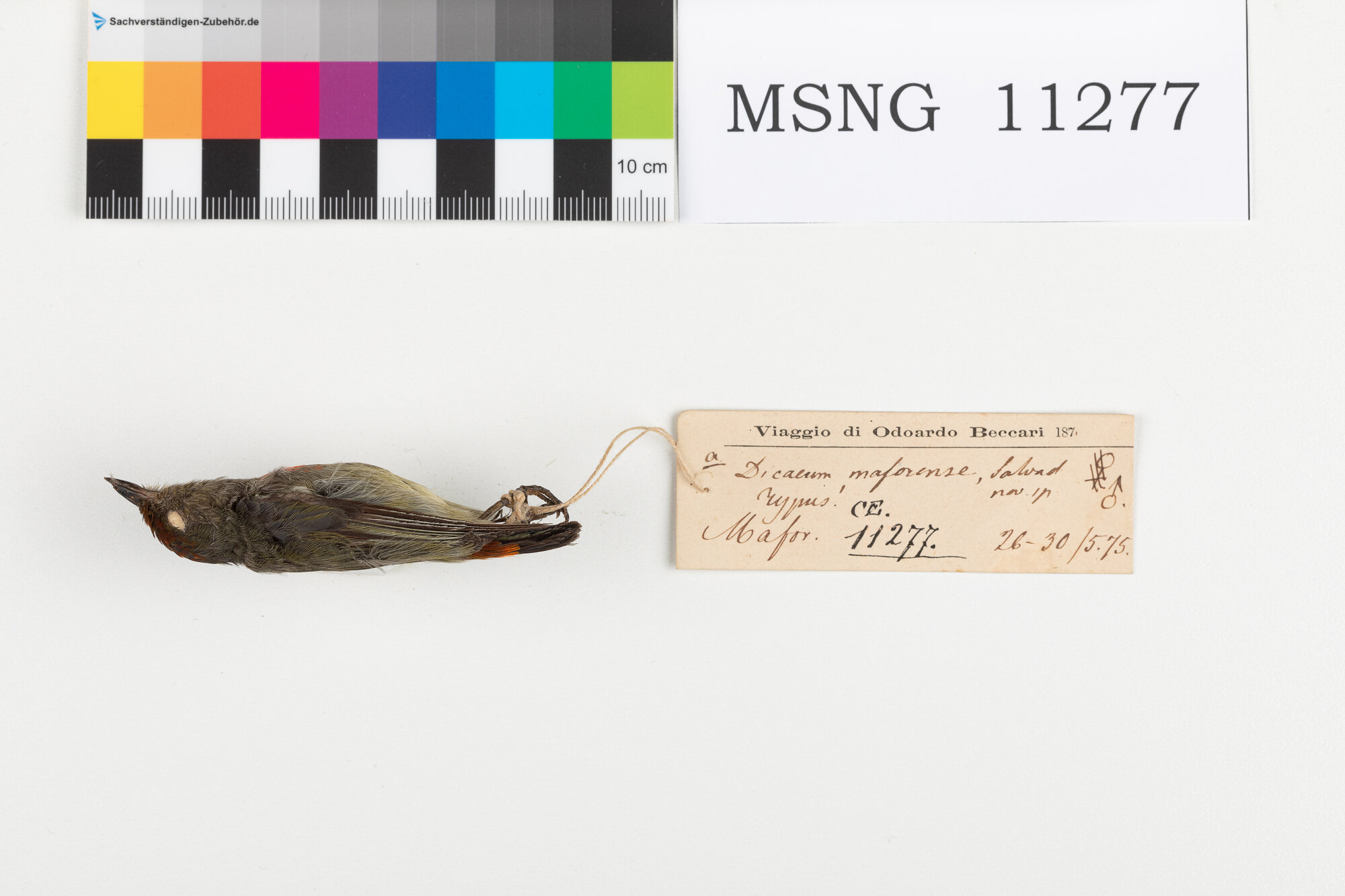 Beccafiori papua capirosso (esemplare)