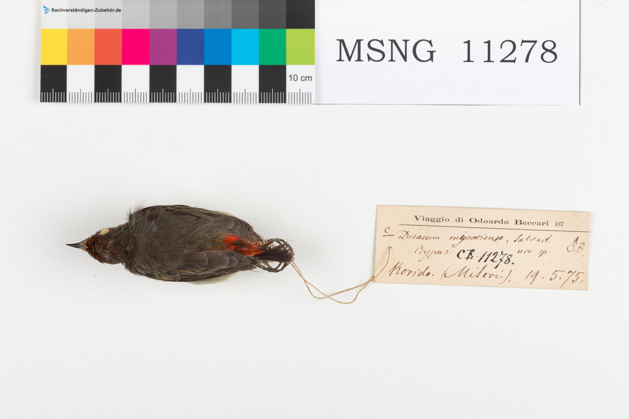 Beccafiori papua capirosso (esemplare)