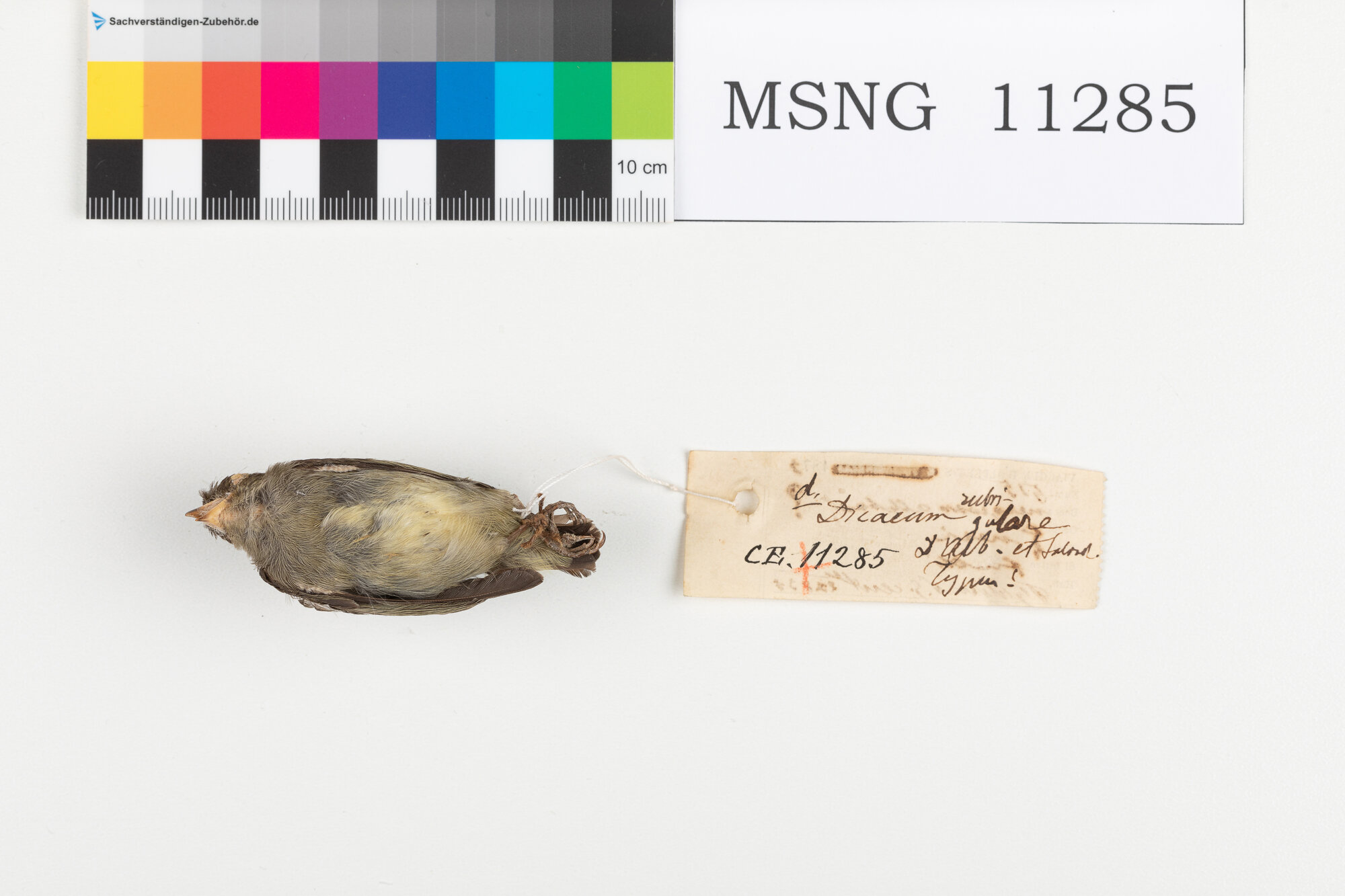 Beccafiori papua capirosso (esemplare)