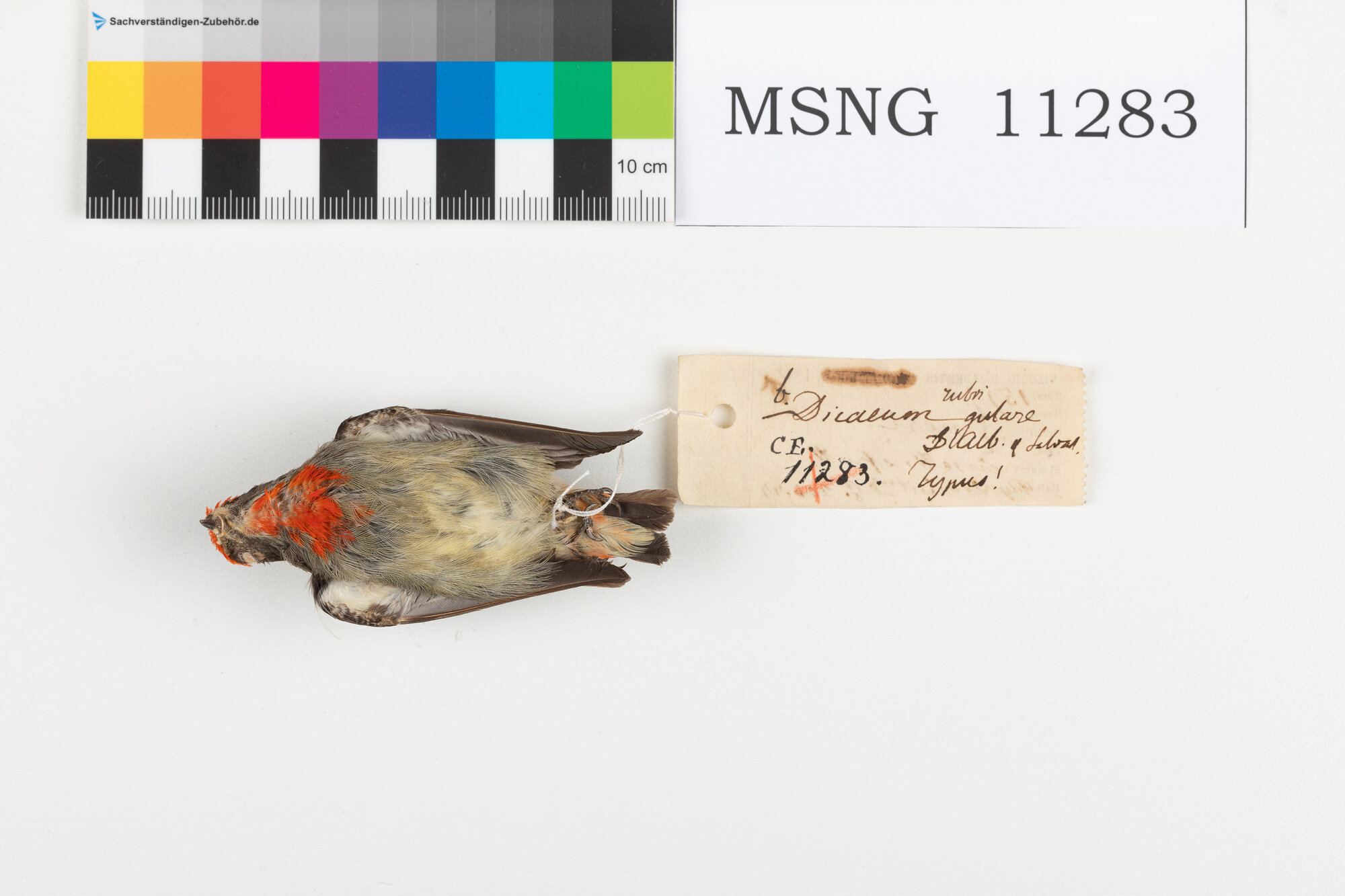 Beccafiori papua capirosso (esemplare)