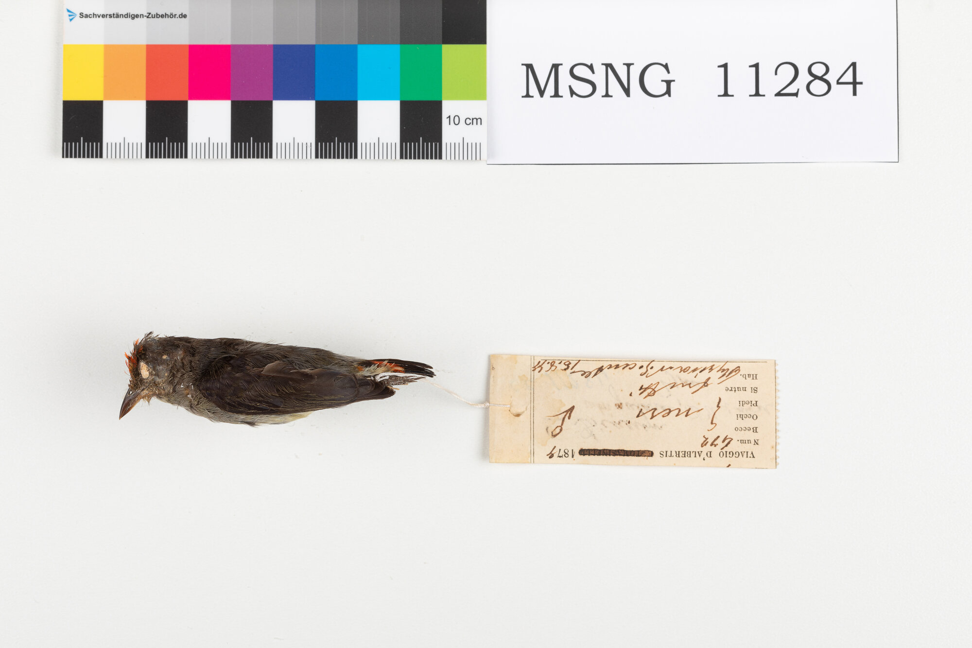 Beccafiori papua capirosso (esemplare)