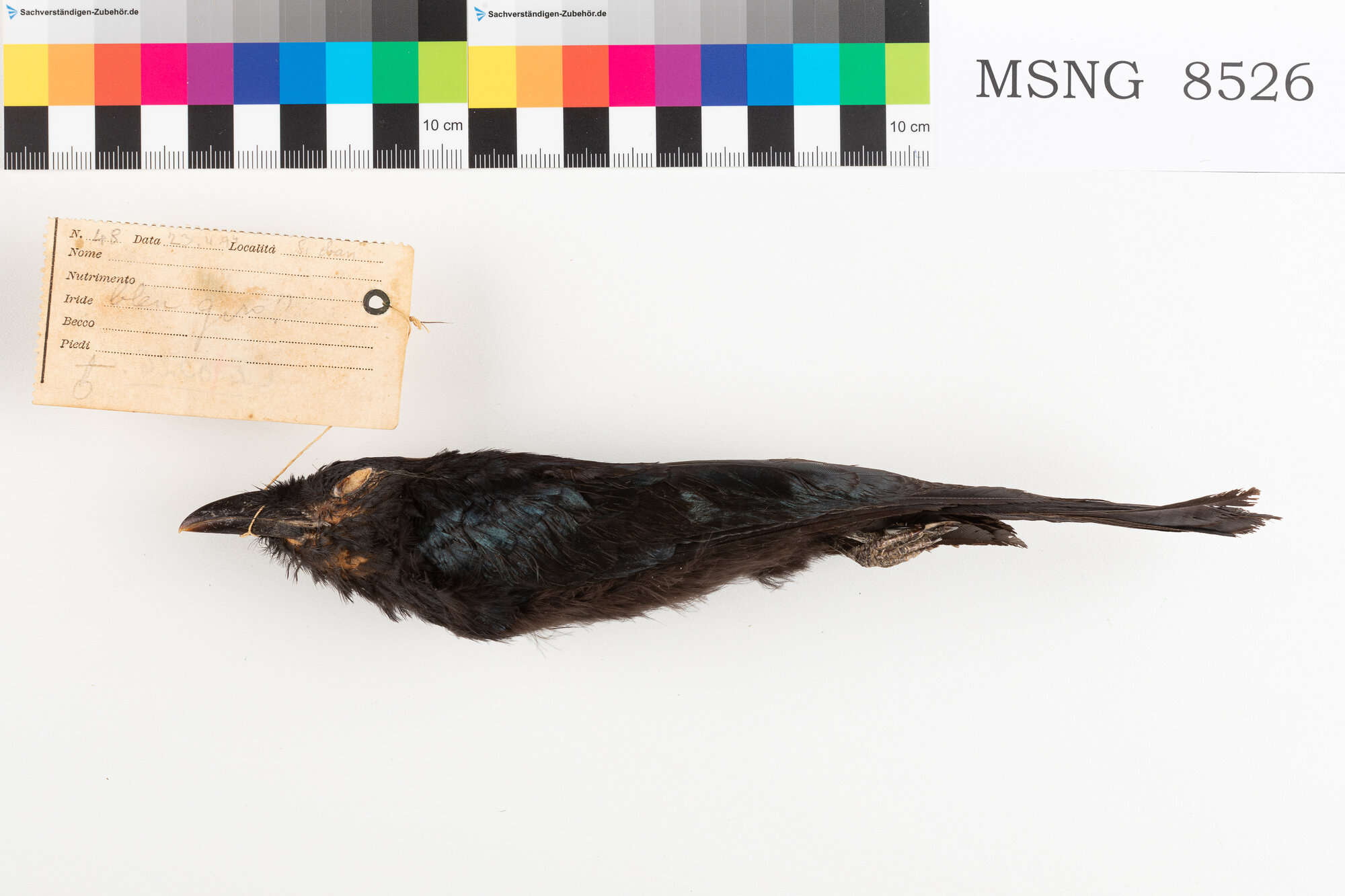 Drongo crestato asiatico (esemplare)