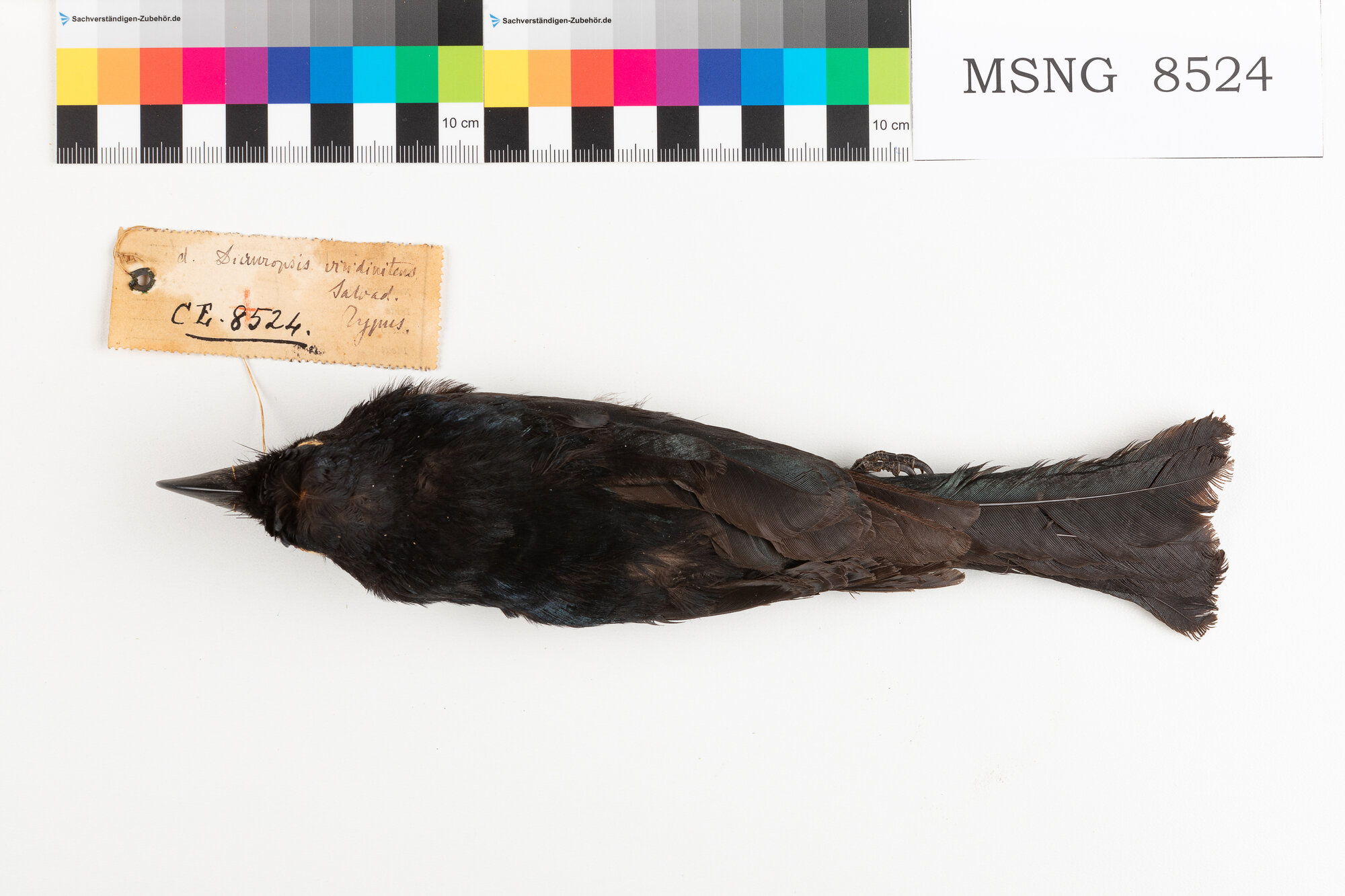 Drongo crestato asiatico (esemplare)