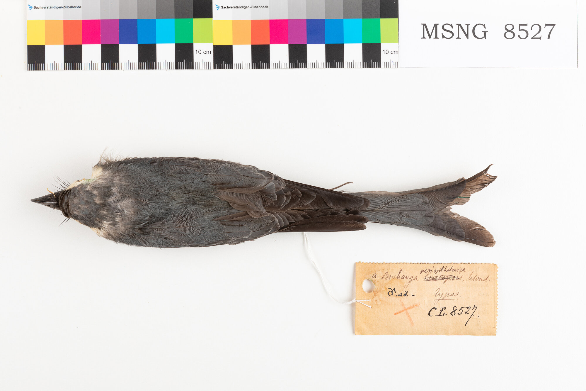 Drongo cenerino (esemplare)