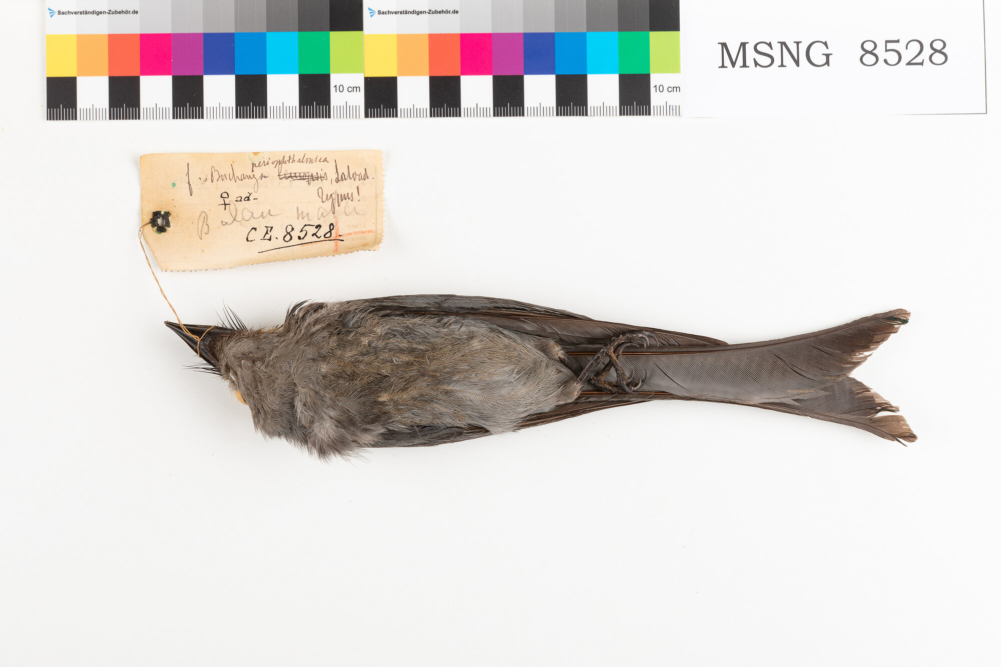 Drongo cenerino (esemplare)