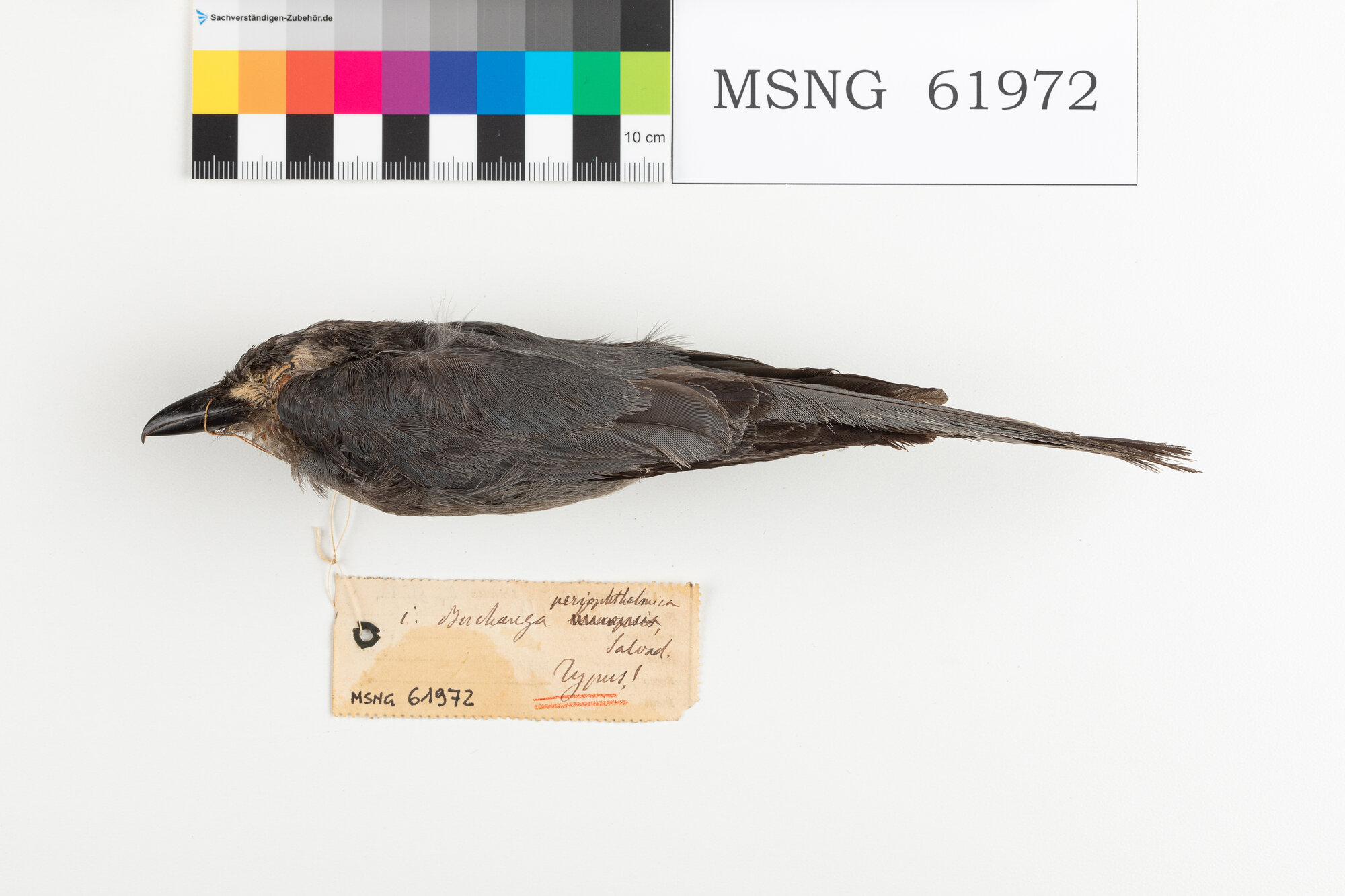 Drongo cenerino (esemplare)