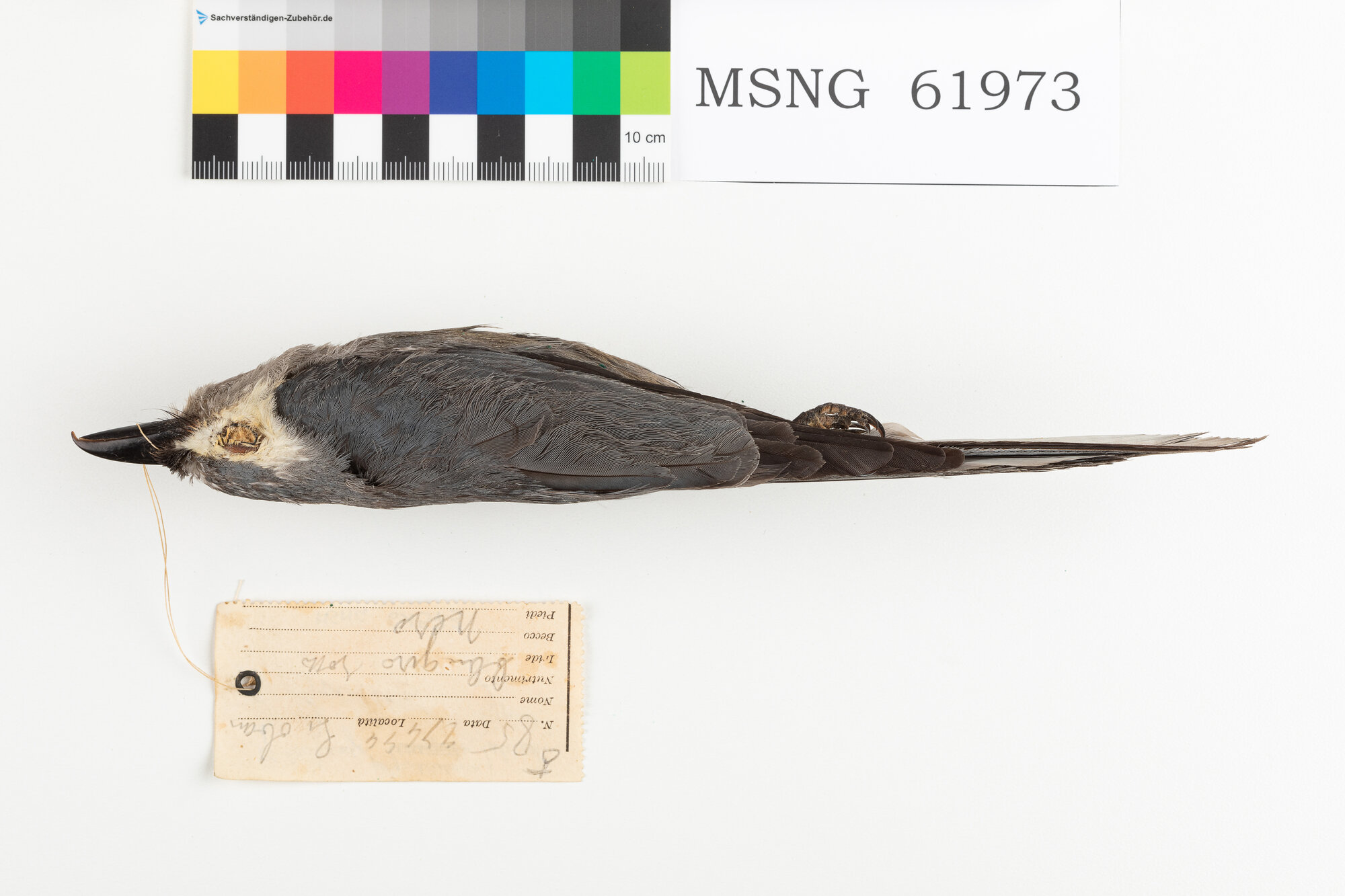 Drongo cenerino (esemplare)