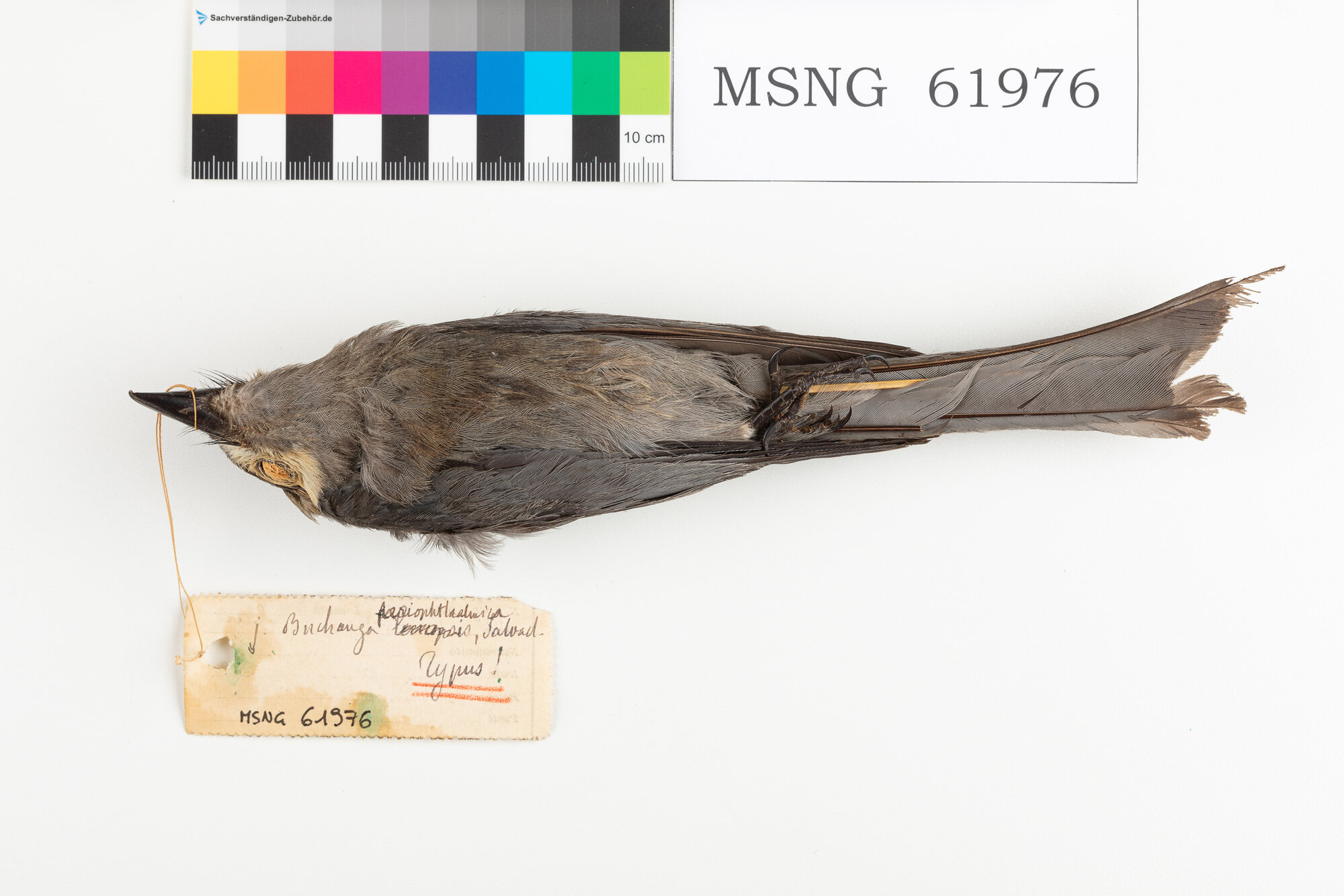 Drongo cenerino (esemplare)