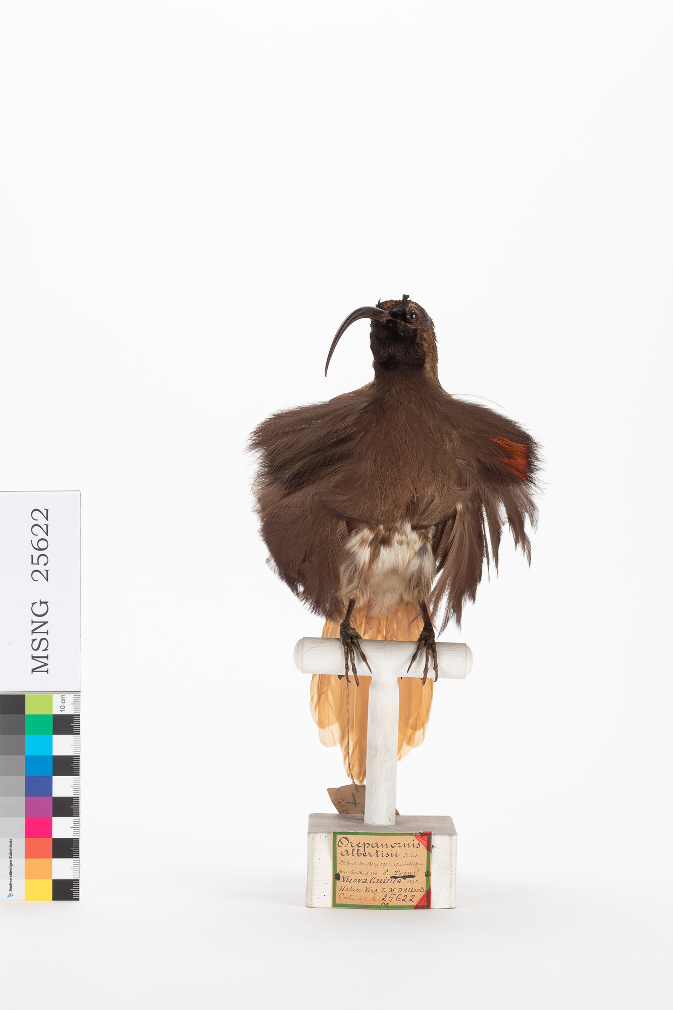 Paradisea di D'Albertis (esemplare)