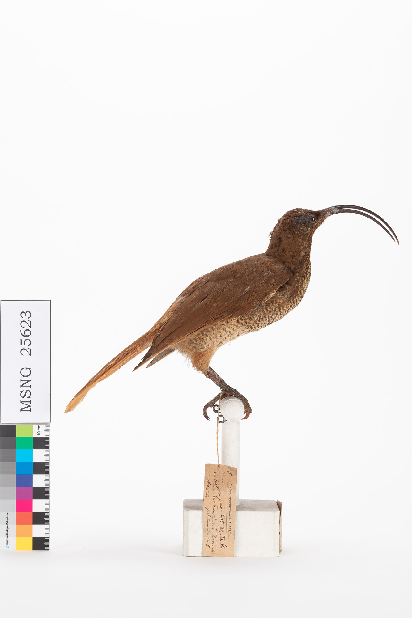 Paradisea di D'Albertis (esemplare)