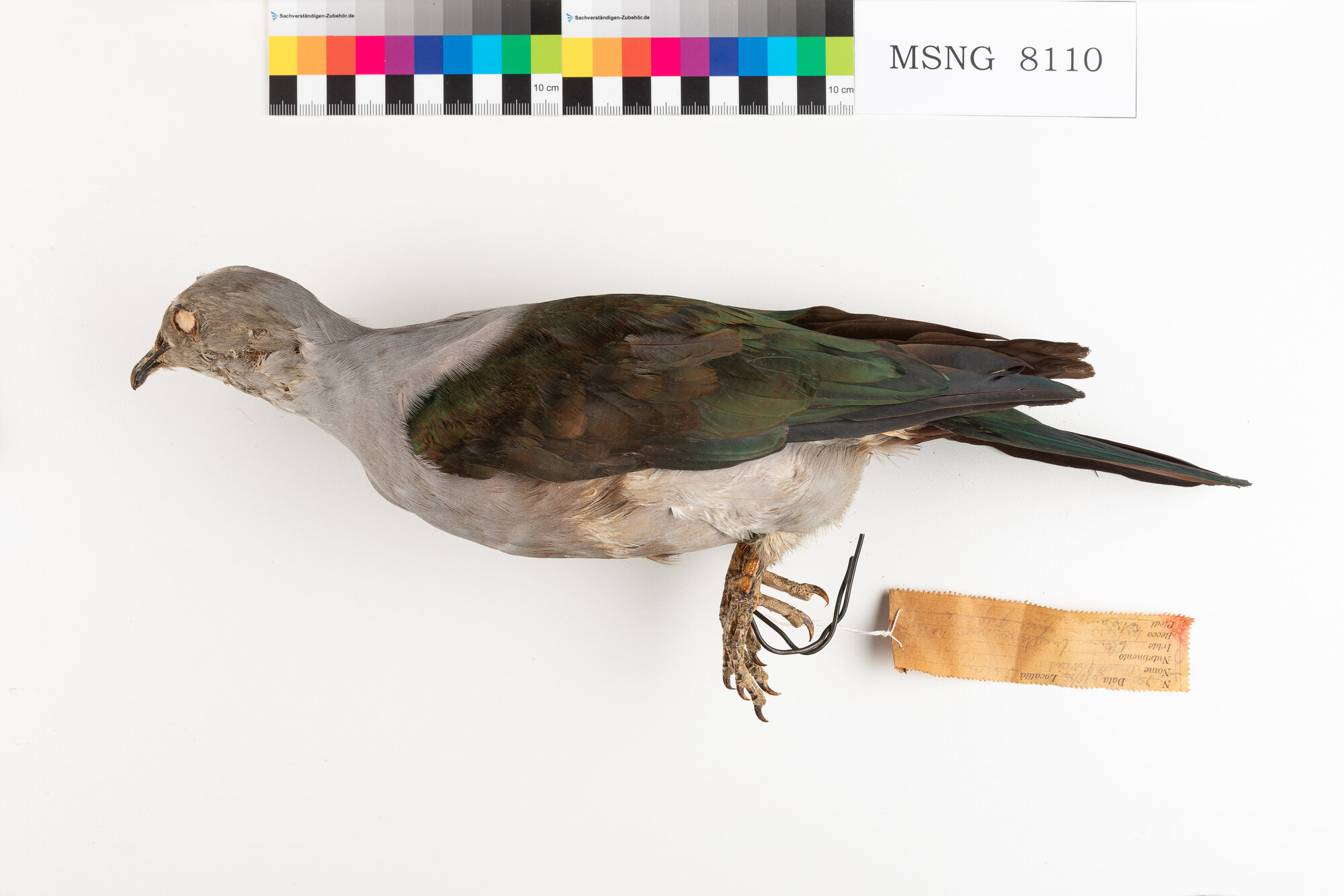 Ducula verderame (esemplare)