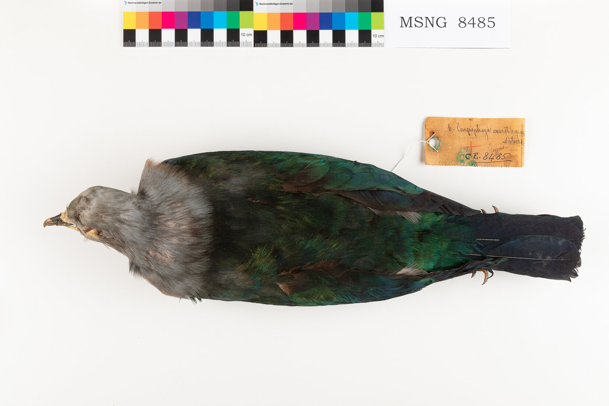 Ducula verderame (esemplare)