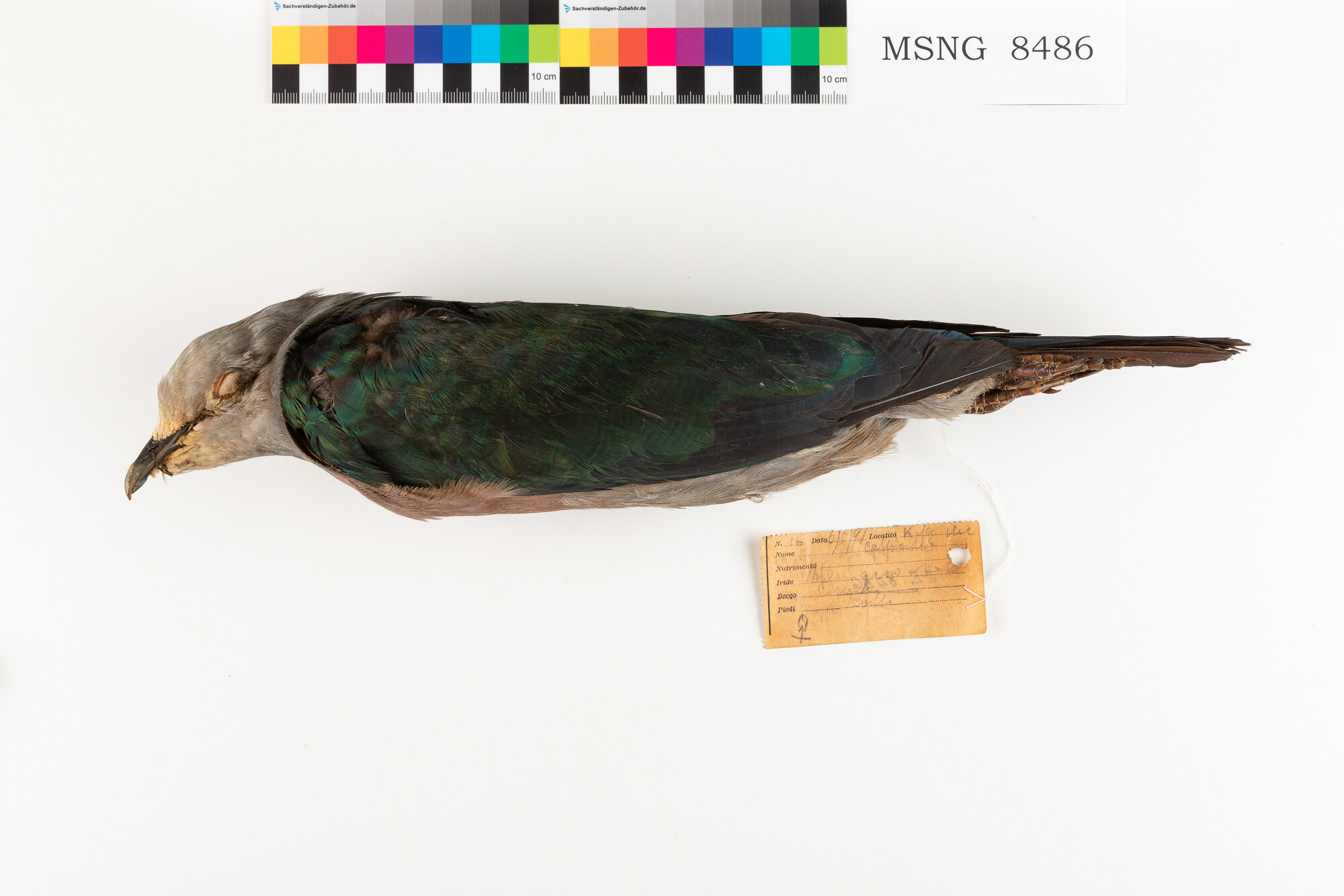 Ducula verderame (esemplare)