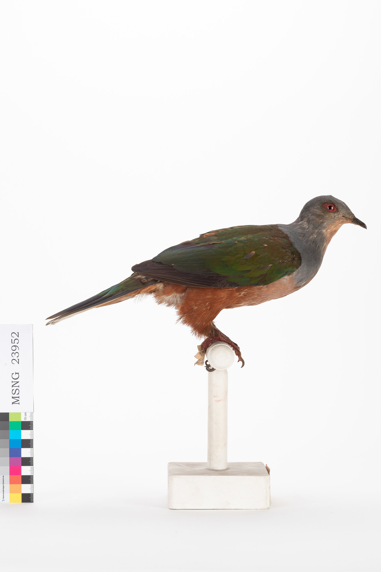 Ducula metallica (esemplare)