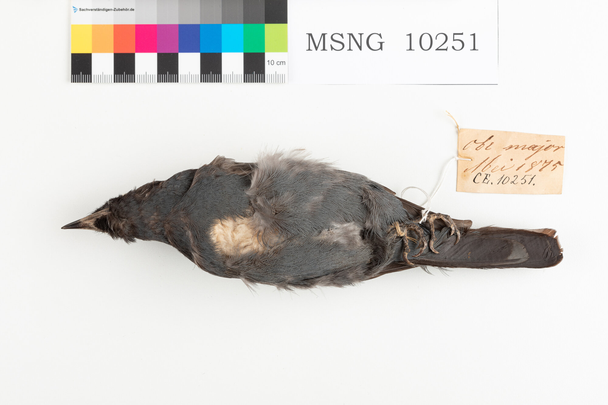 Coracina beccosottile (esemplare)