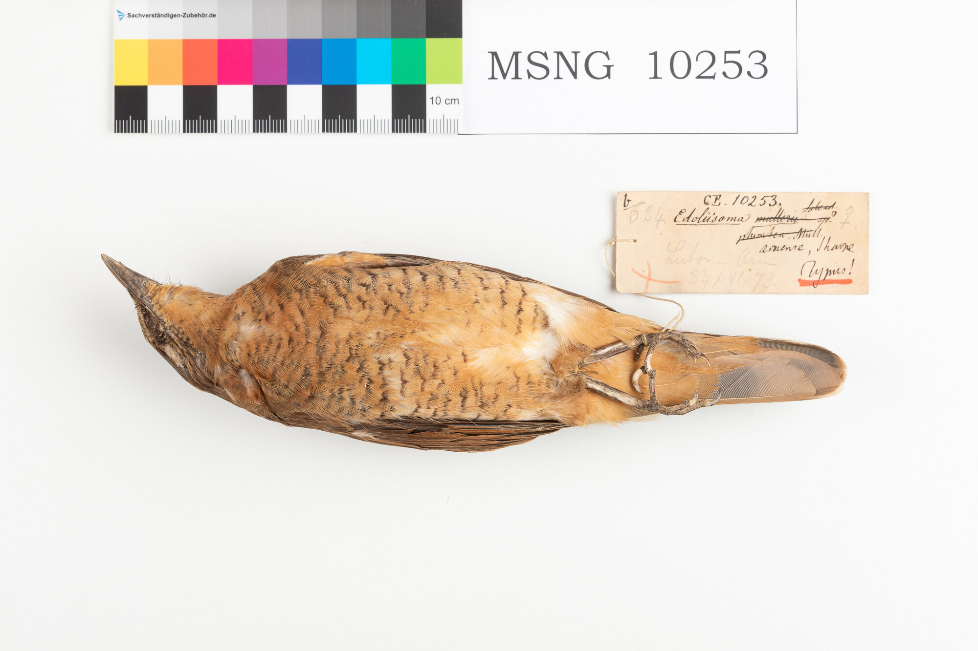 Coracina beccosottile (esemplare)