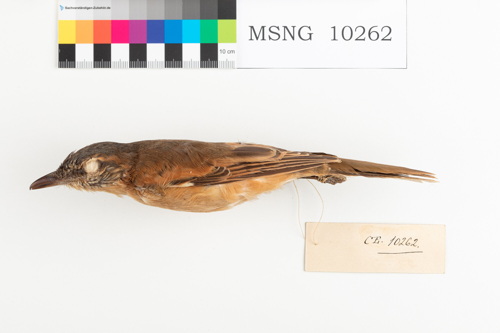 Coracina beccosottile (esemplare)