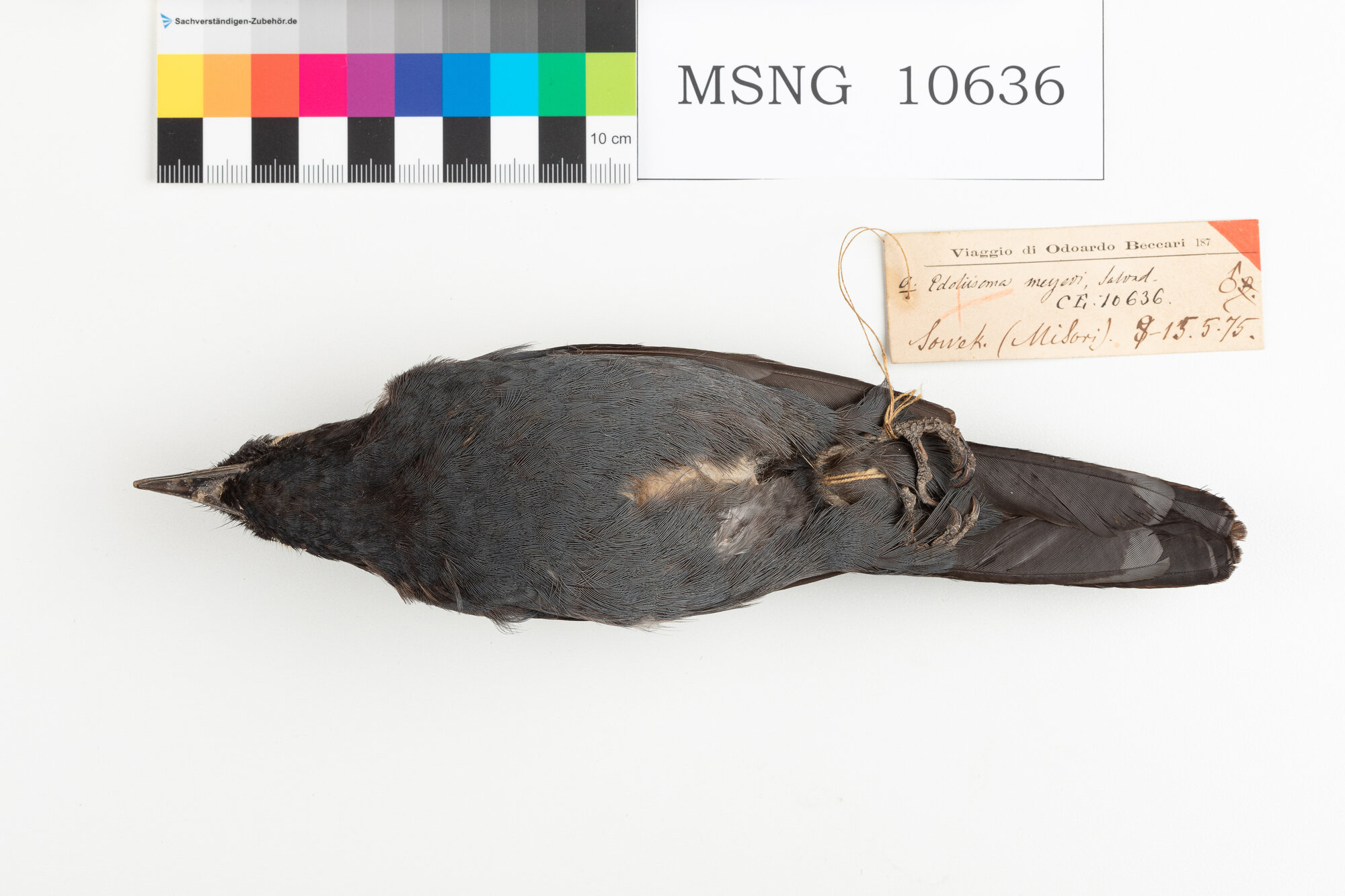 Coracina beccosottile (esemplare)