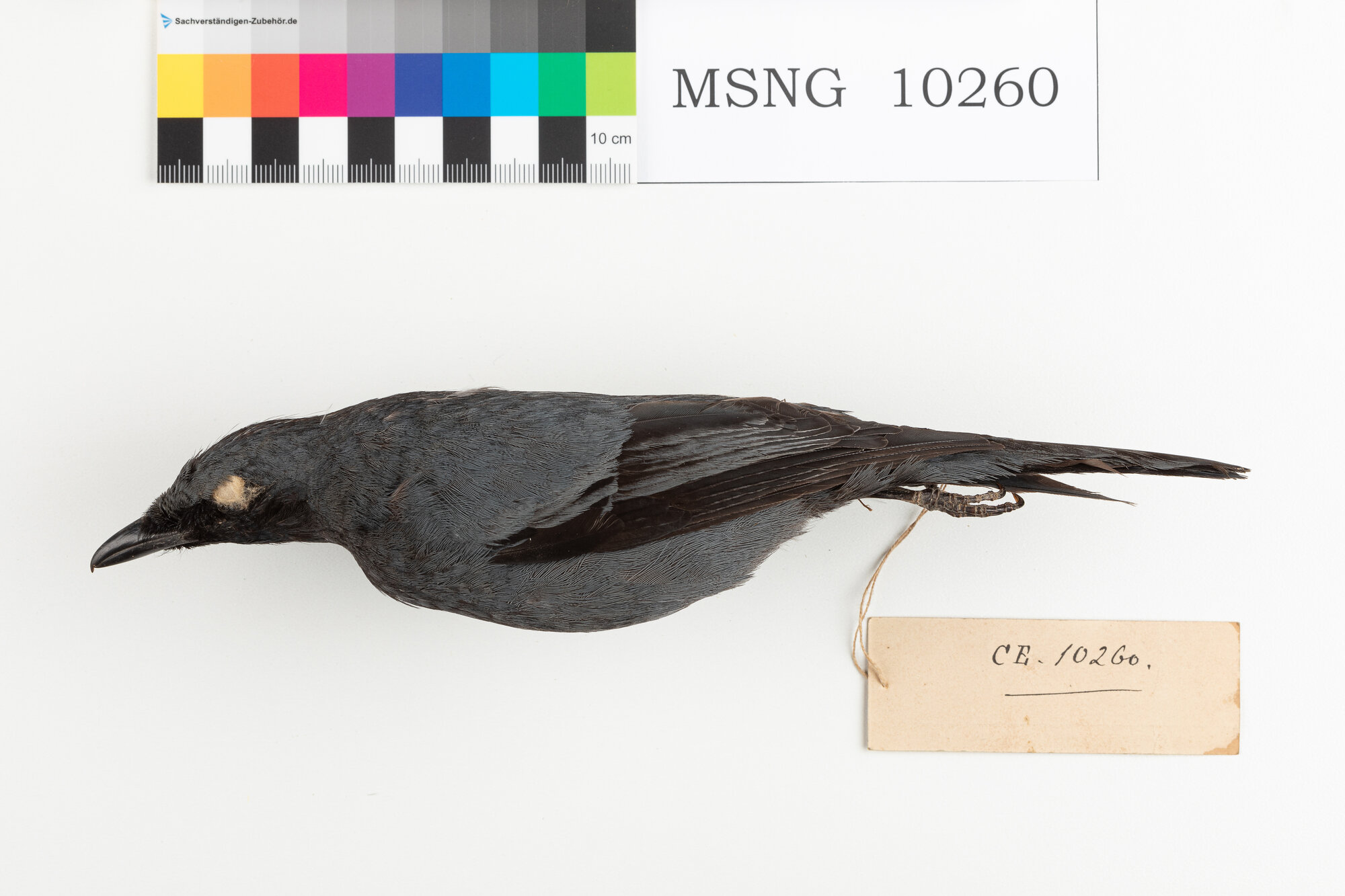 Coracina beccosottile (esemplare)