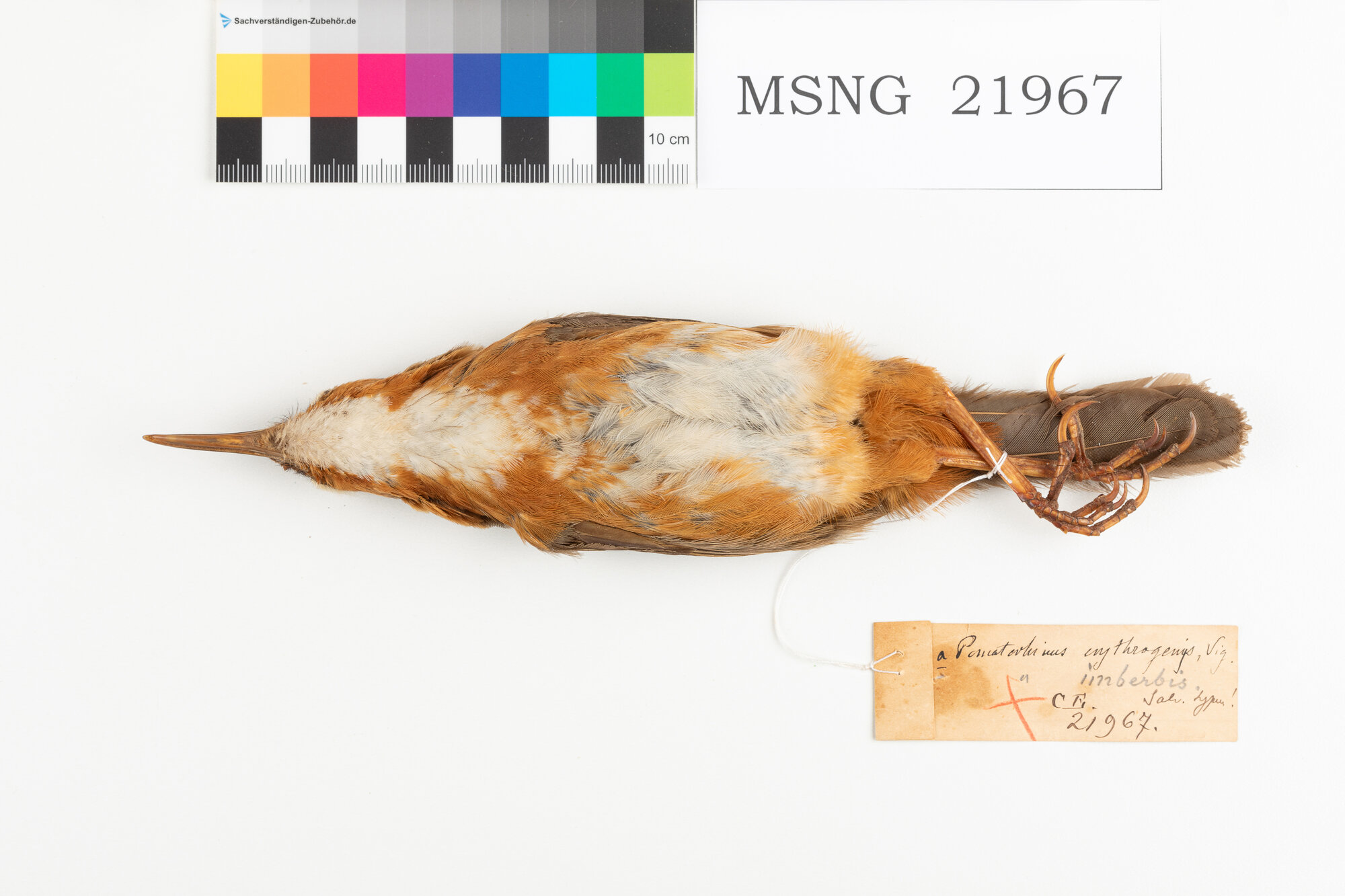 Garrulo scimitarra occhirossi (esemplare)