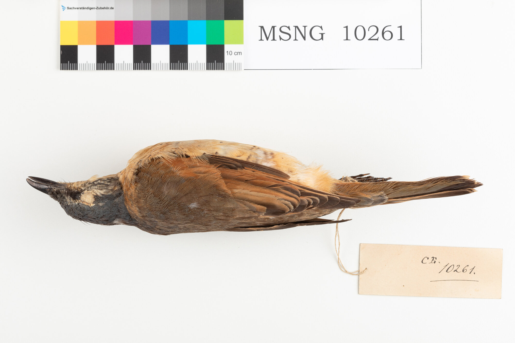 Coracina beccosottile (esemplare)